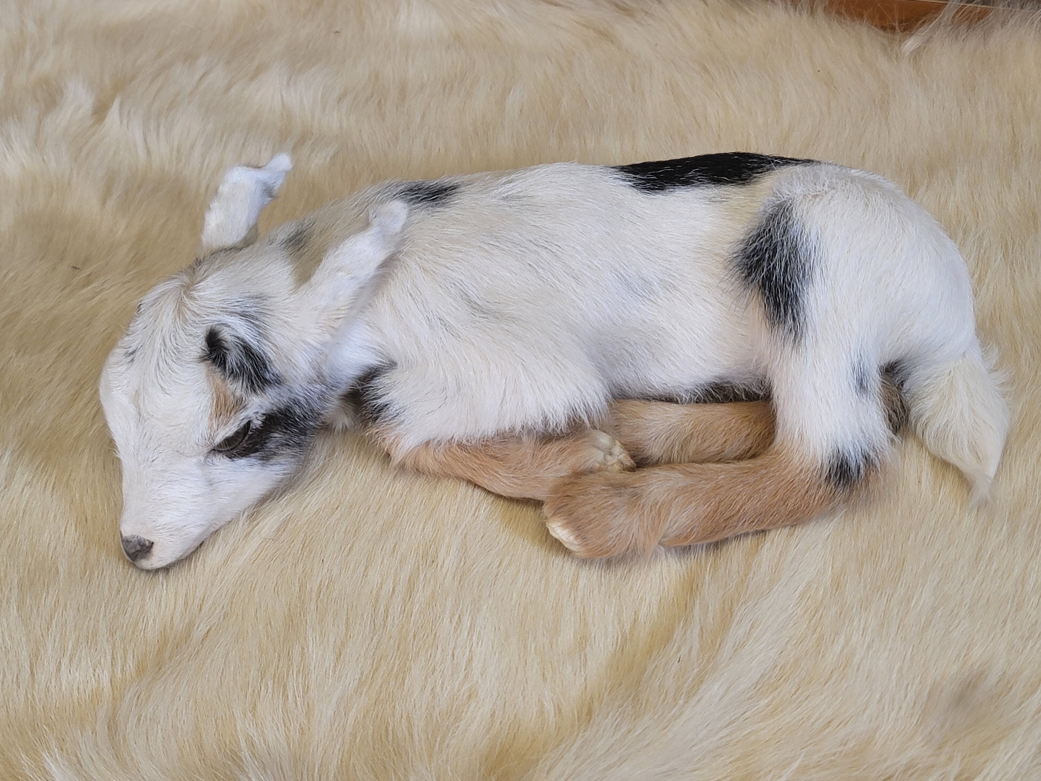 FHGOA300- Baby Goat taxidermy mount