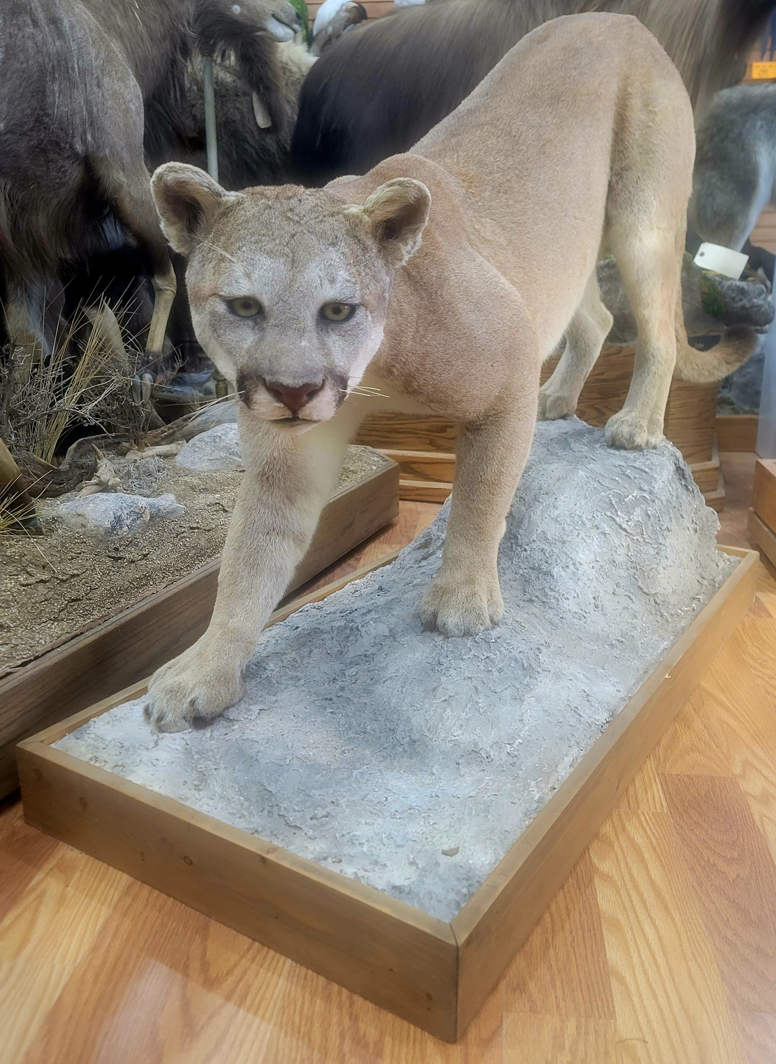 FHCOU300- Cougar Lifesize Taxidermy Mount