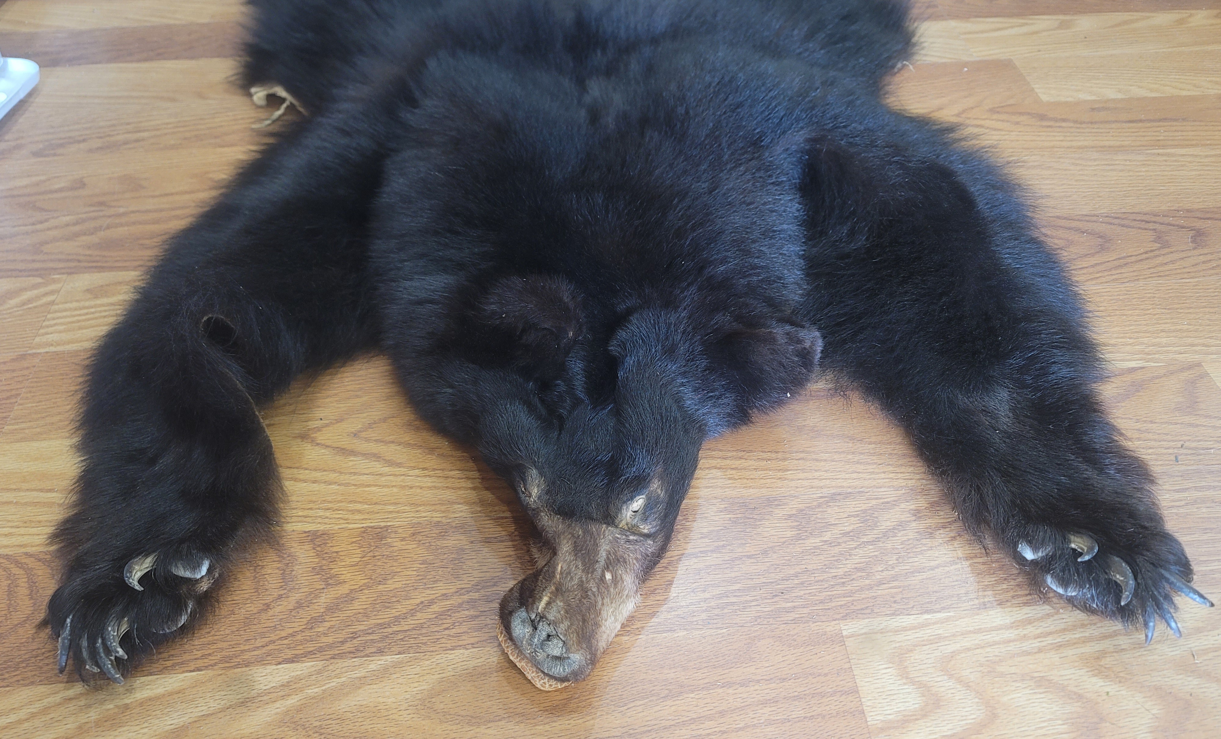 FHBEAR301 - Black Bear Pelt Taxidermy