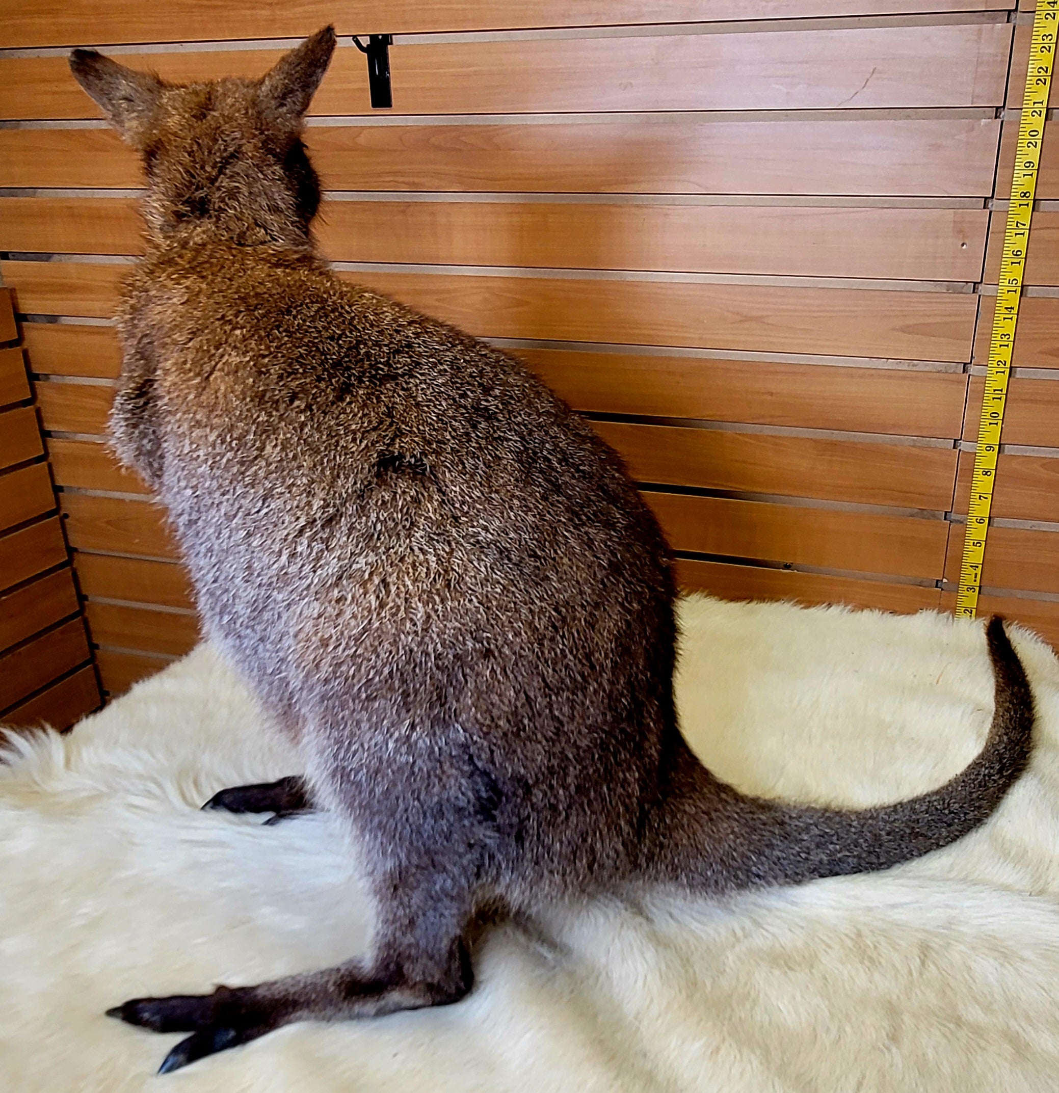 FHWAL300- Wallaby Lifesize Taxidermy Mount