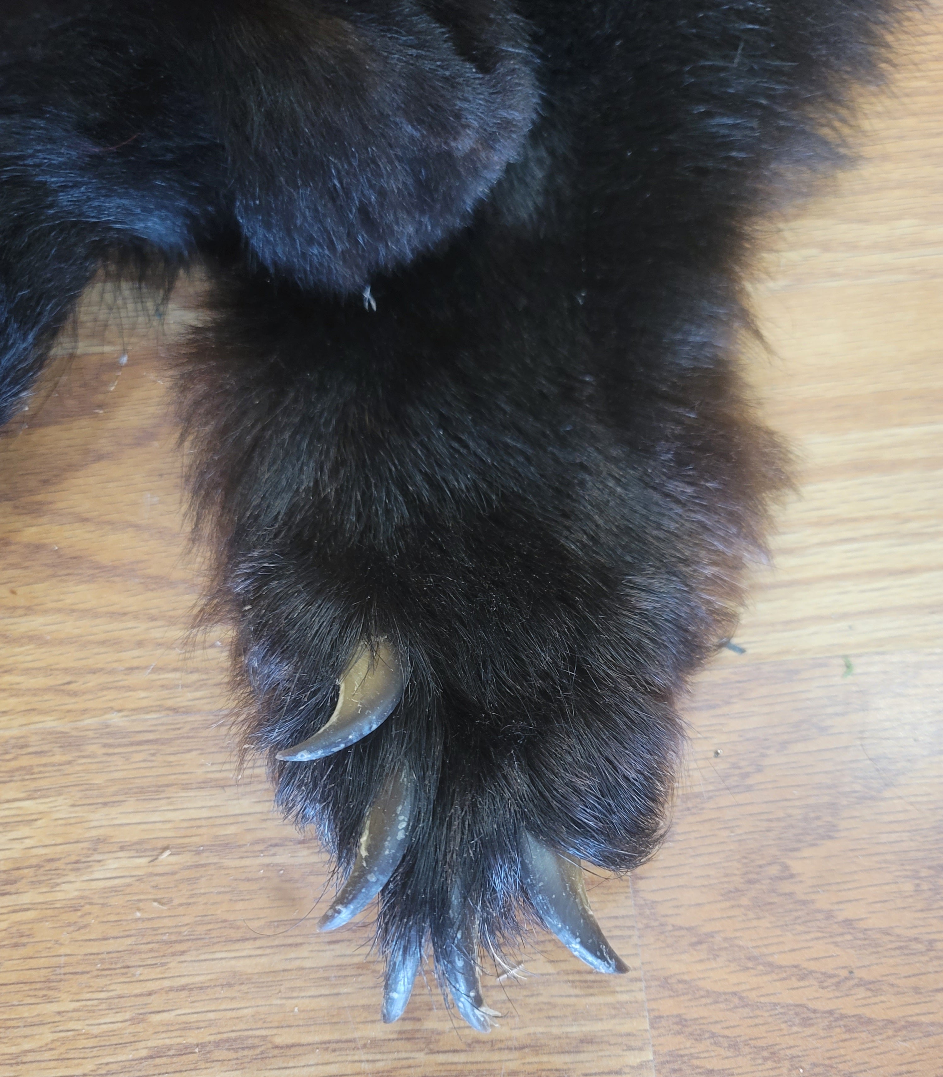FHBEAR301 - Black Bear Pelt Taxidermy