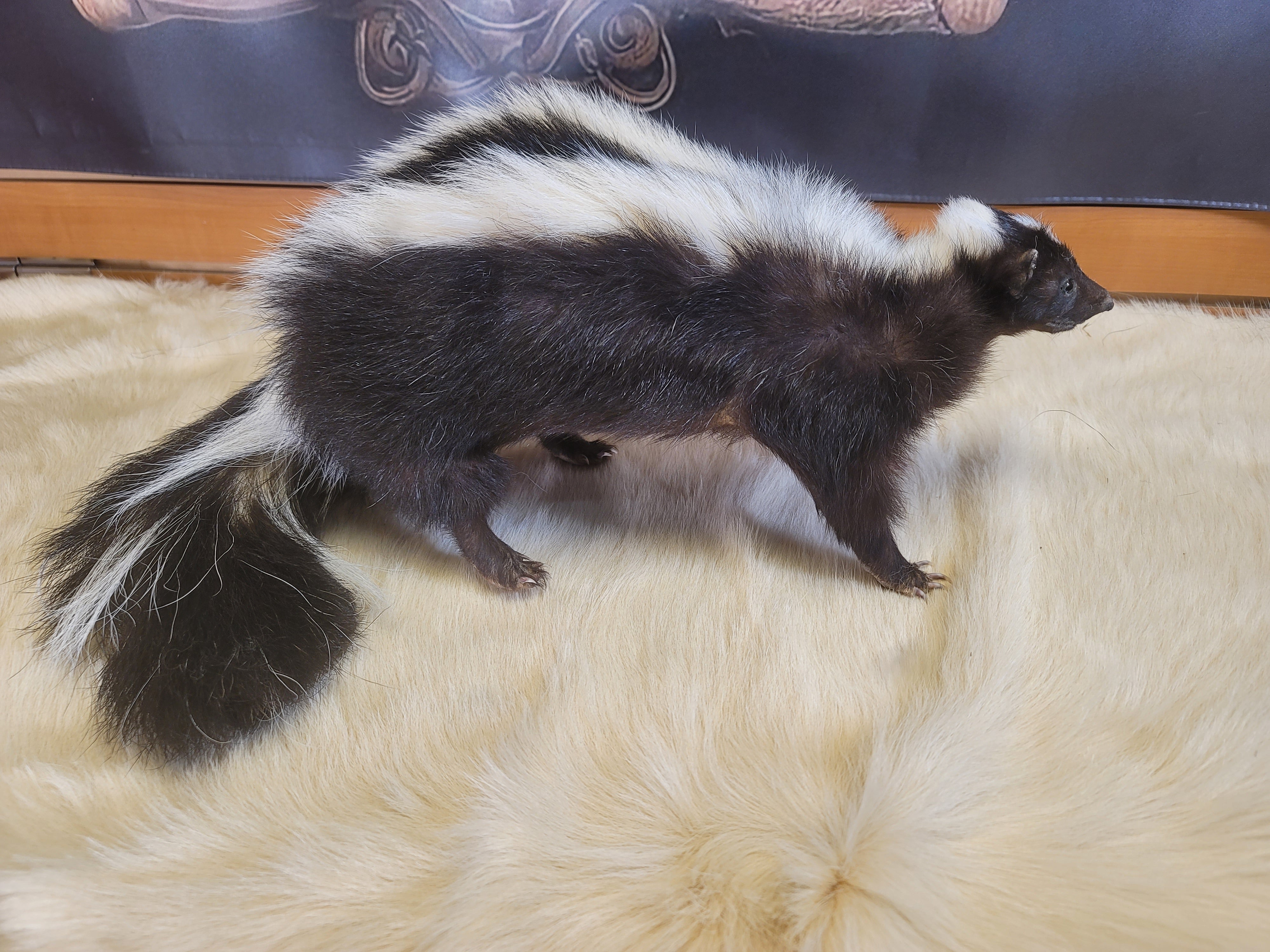 FHSKU303- Skunk Taxidermy Mount