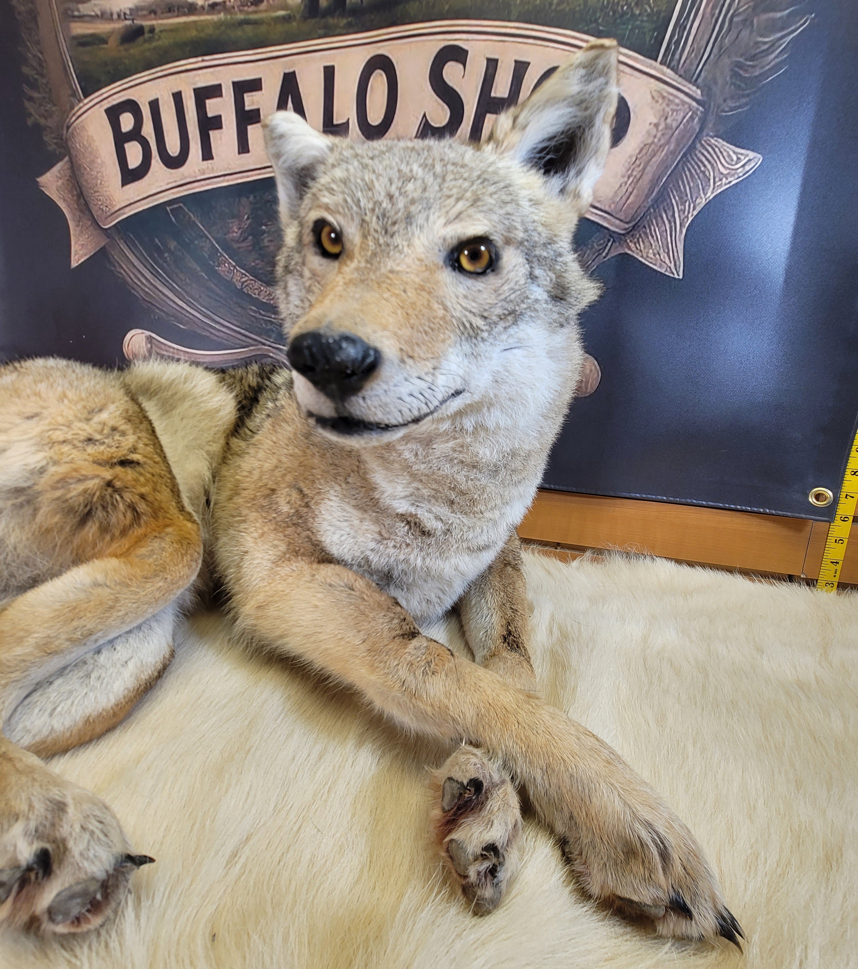 FHCOY300- Coyote Full Body Taxidermy Mount