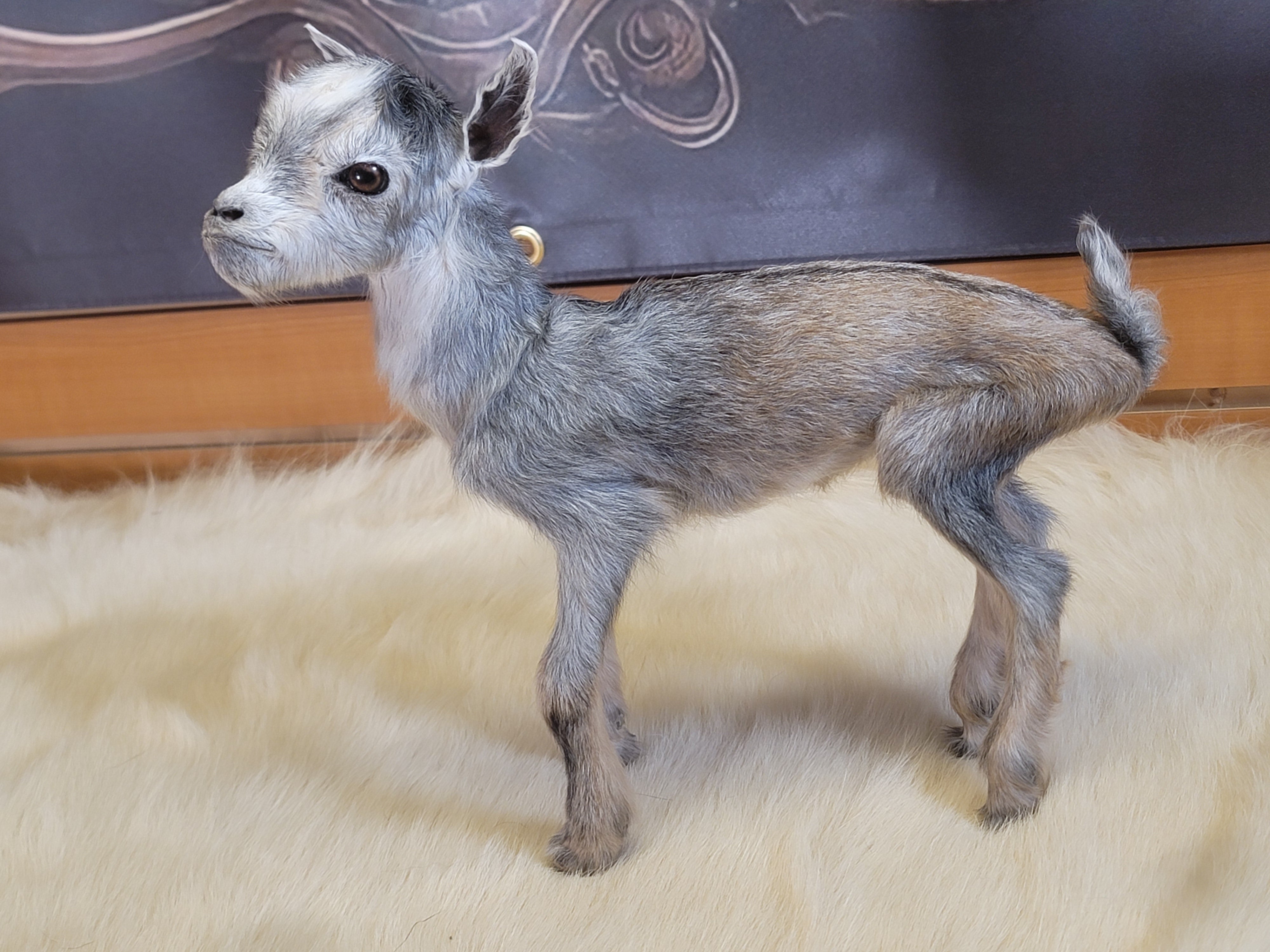 FHGOA304- Baby Goat Taxidermy Mount