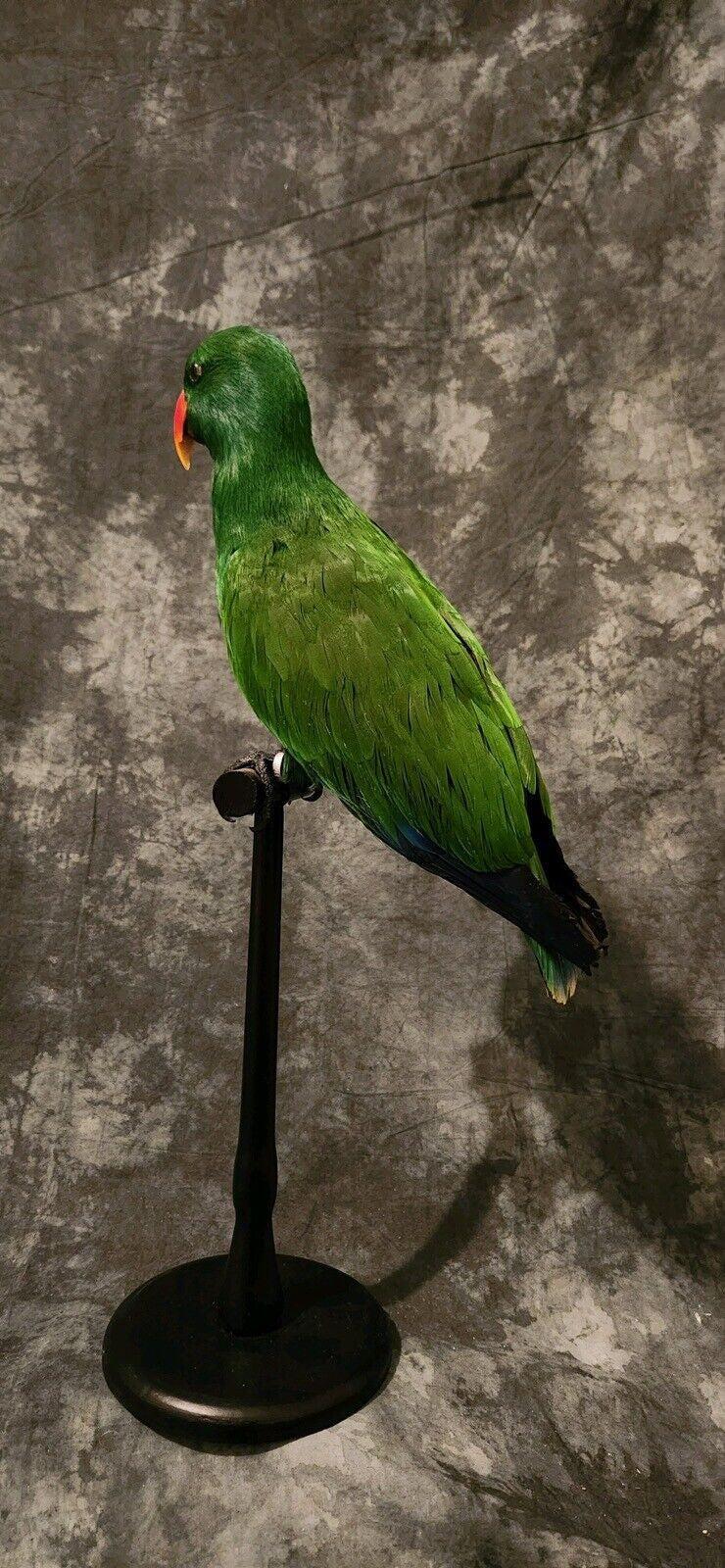 Museum Quality Real Eclectus Male Parrot Taxidermy Mount Beautiful Colors