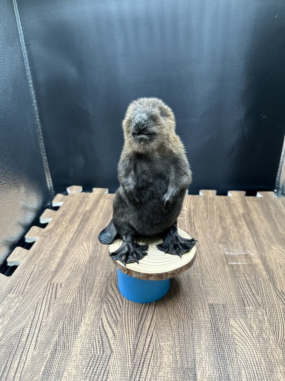 Beautiful Adorable Baby Beaver Kit Taxidermy Mount Art Wildlife 33B