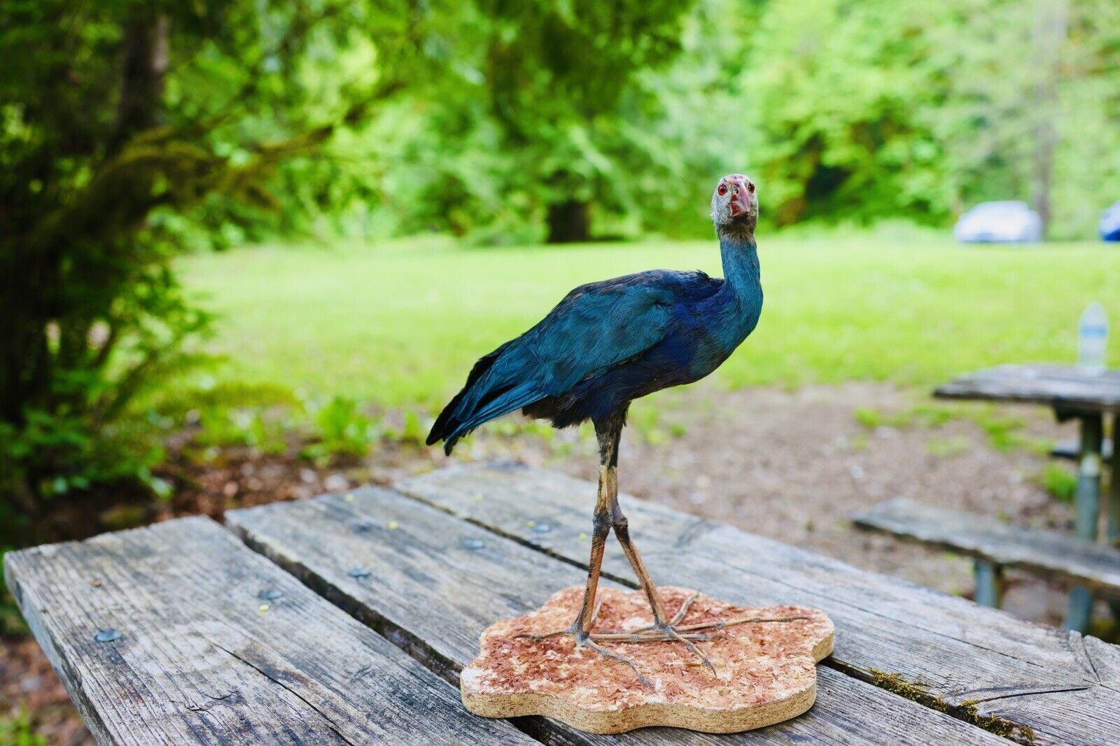 HA47 Grey Headed Swamphen (Porphyrio Poliocephalus) Bird Mount Taxidermy