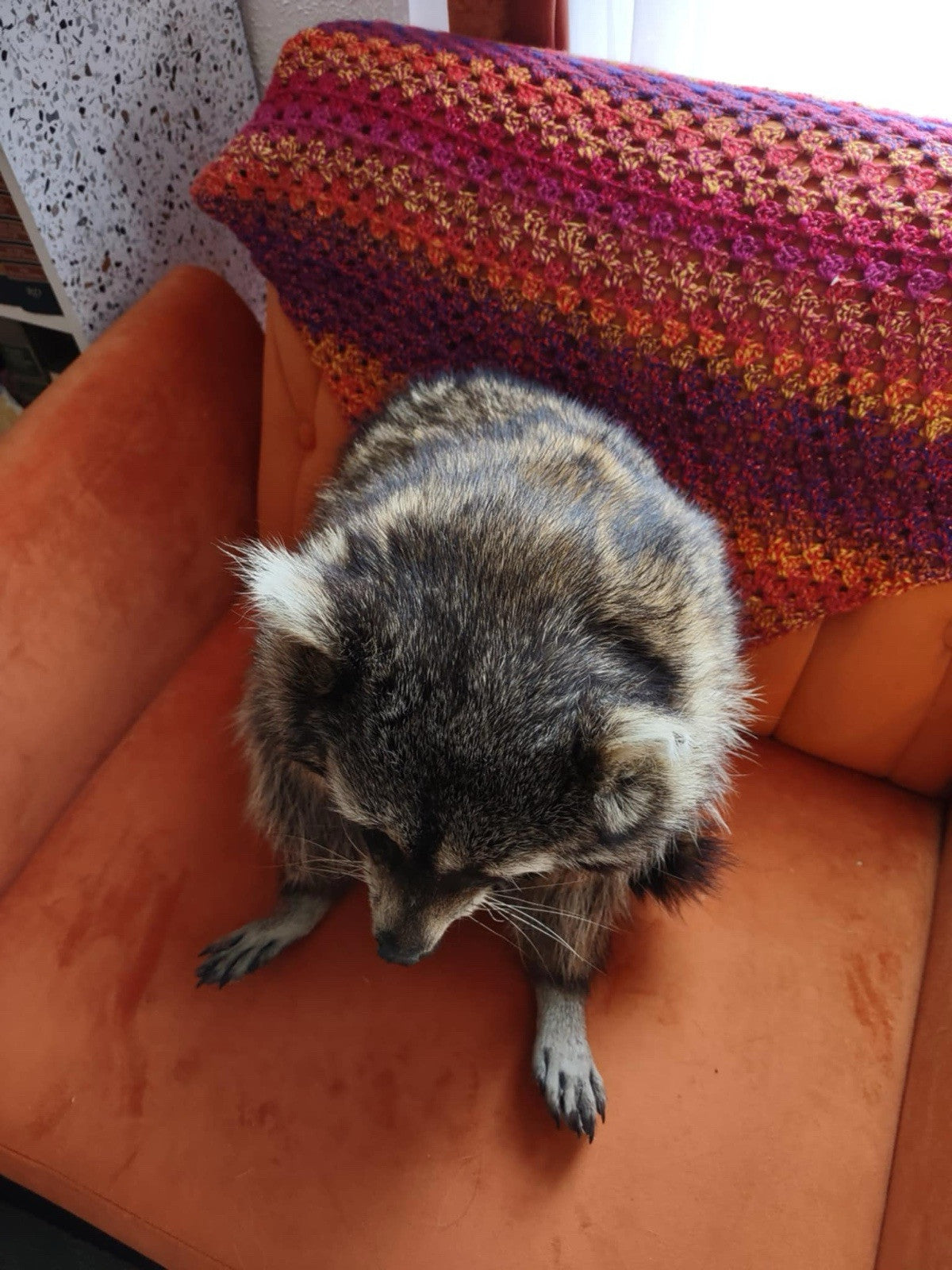 Cute Raccoon Taxidermy Mount