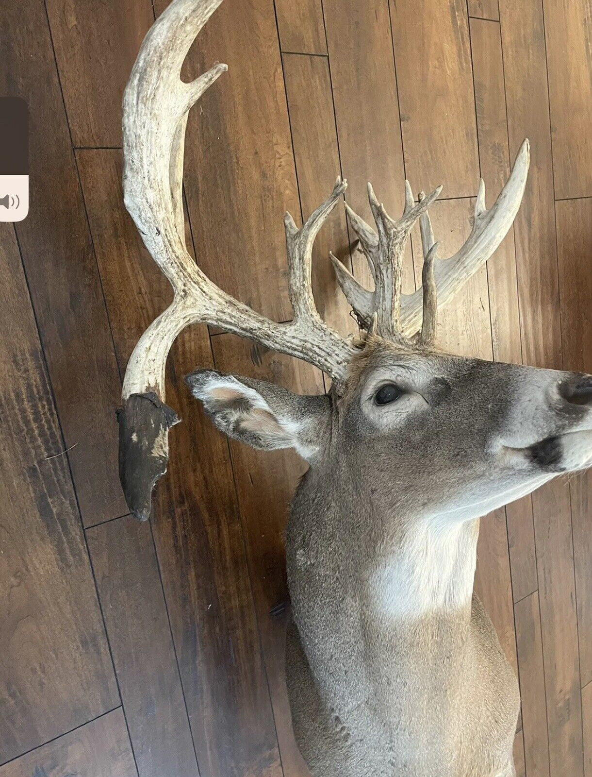 Monster Whitetail Deer Head Mount Taxidermy Antler Log Cabin Decor Hunt Horn