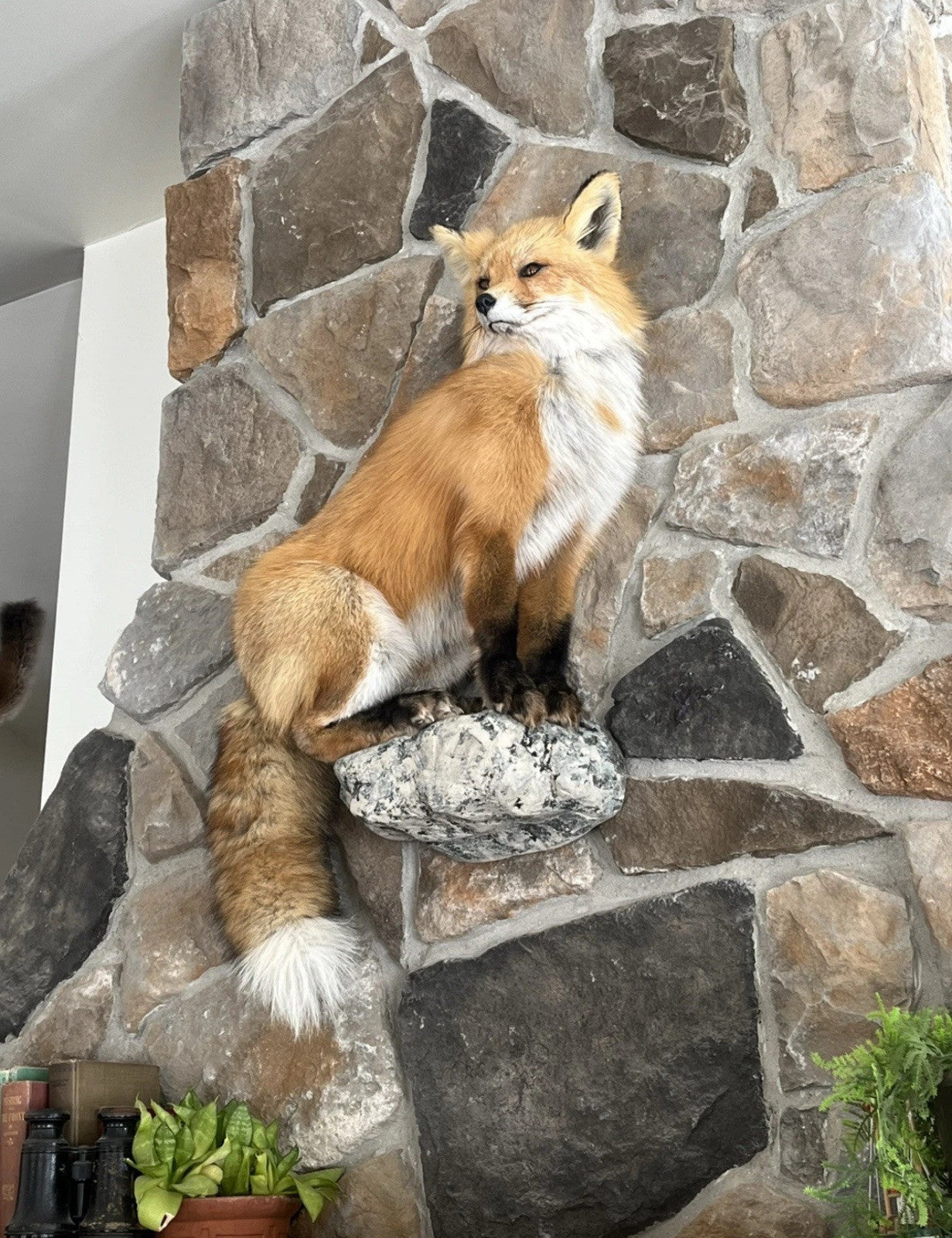 Red Fox Taxidermy Full Body Mount Cabin Camp Man Cave Home Office Den Decor NEW!