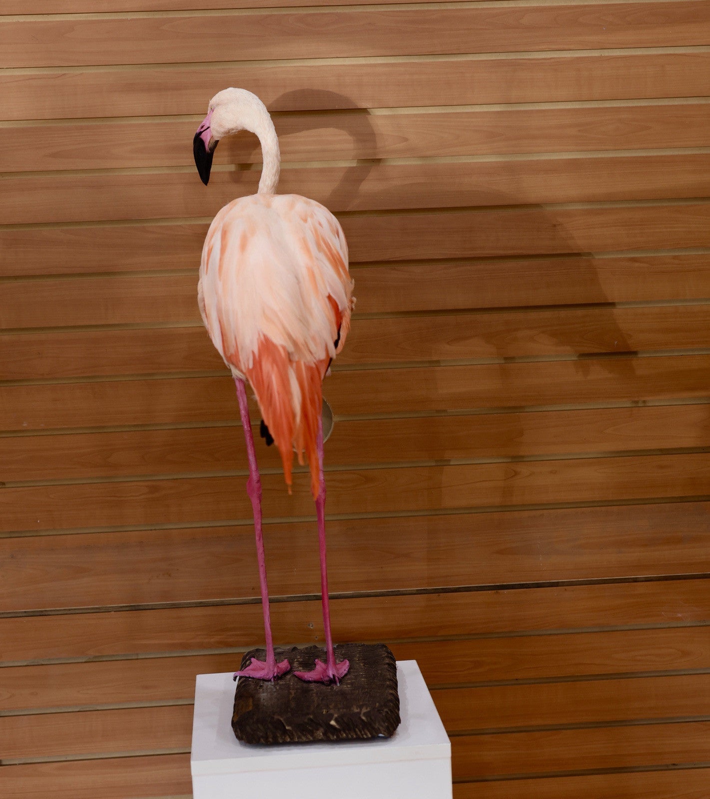FH112-Flaming Museum quality Chilean flamingo Taxidermy mount