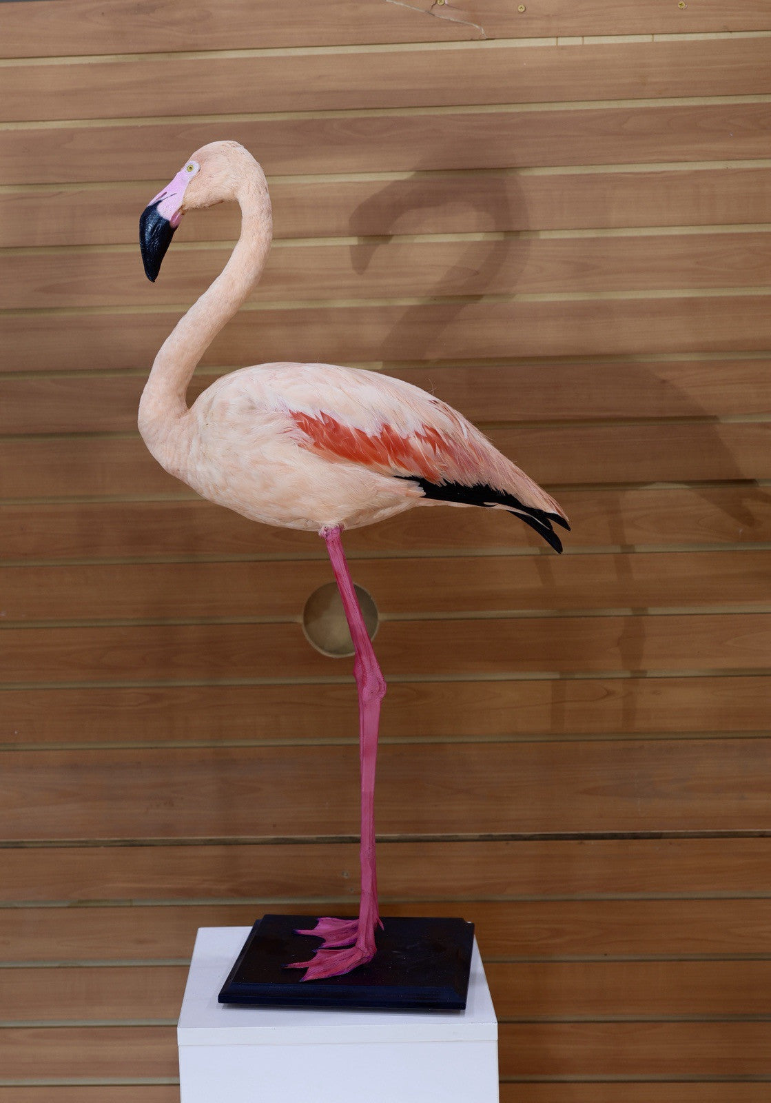 Flamingo-4 Museum quality Chilean flamingo Taxidermy mount