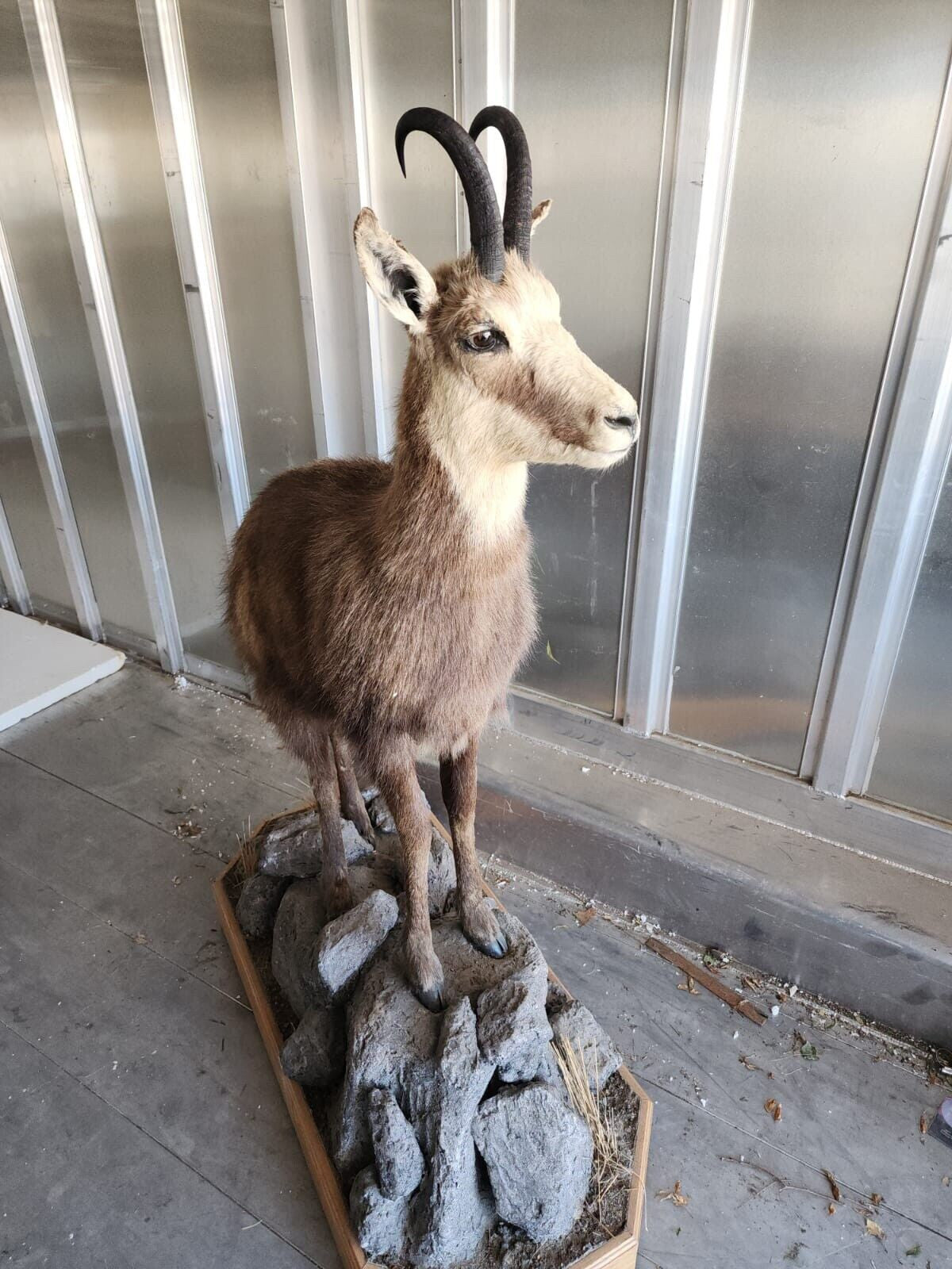 FH147-Alpine Chamois Full Body Taxidermy Mount