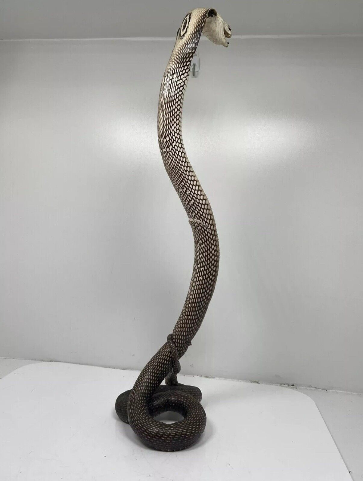 23" Real Cobra Taxidermy Snake Mount