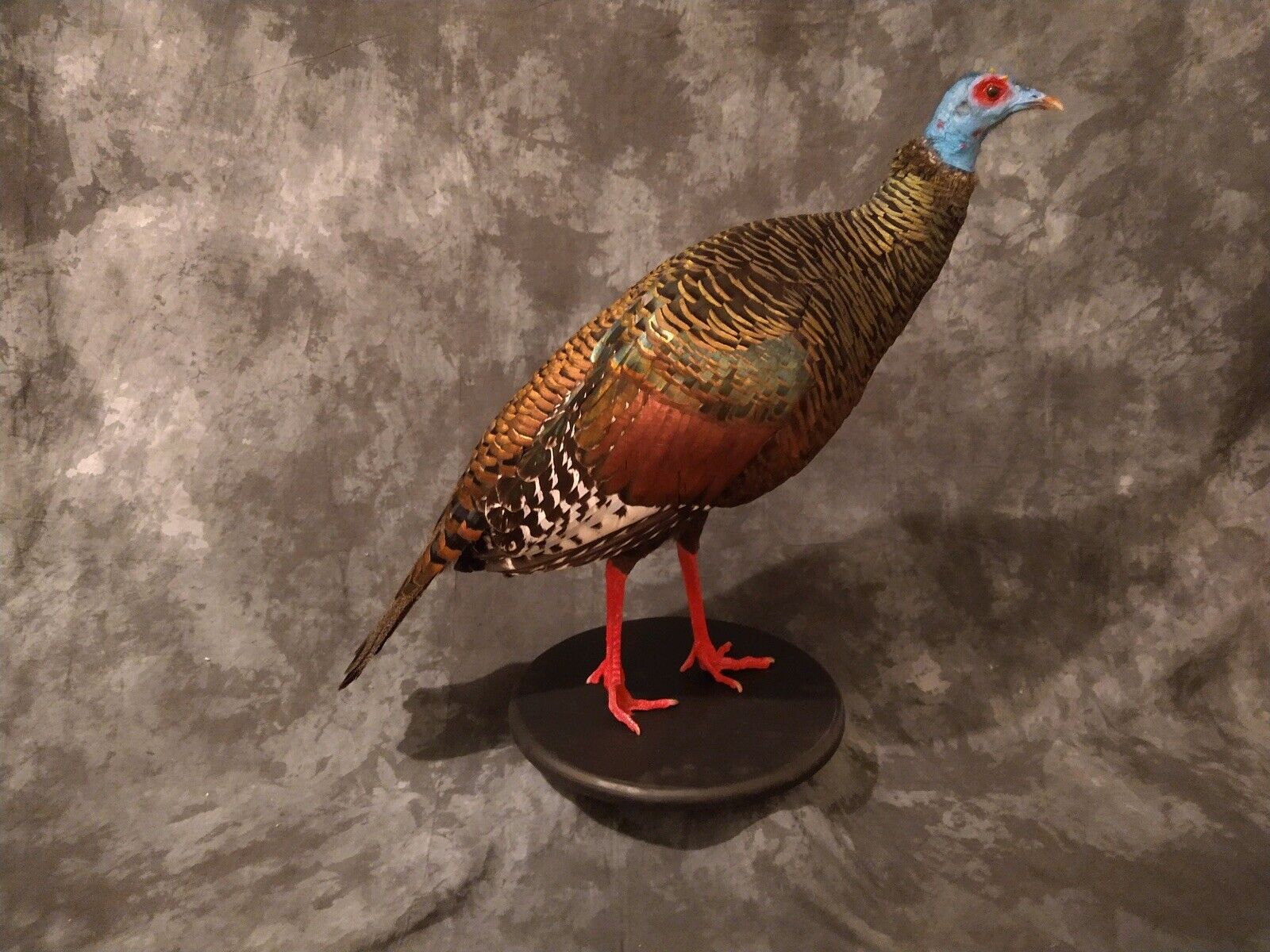 Full Mounted Taxidermy Ocellated Turkey with Custom Base