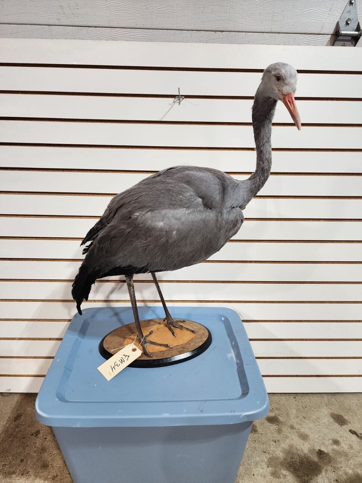 FH177-Stanley Crane The blue crane (Grus paradisea) Full Body Bird Taxidermy