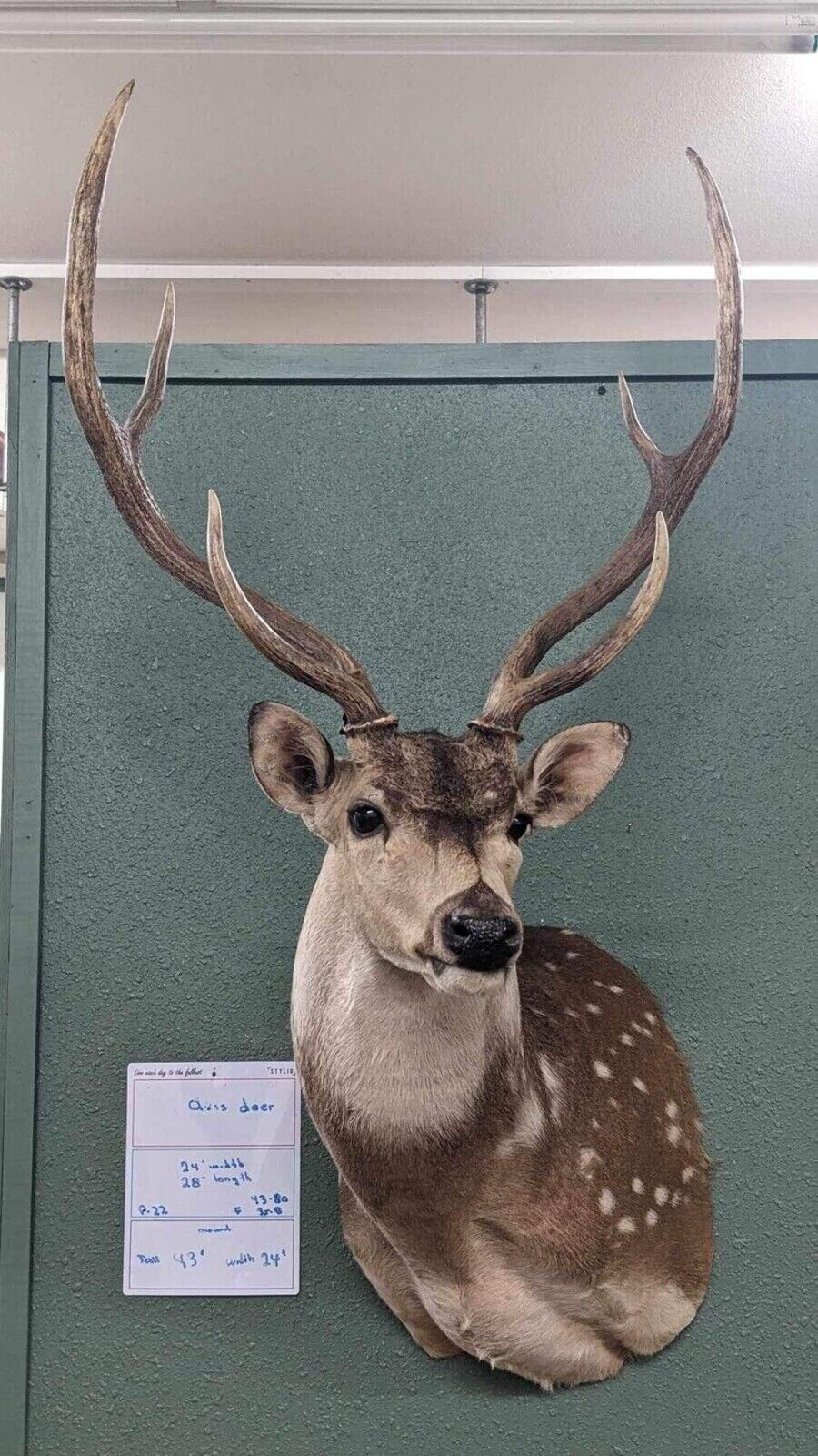 Axis Deer Real Antler Deer Taxidermy Mount