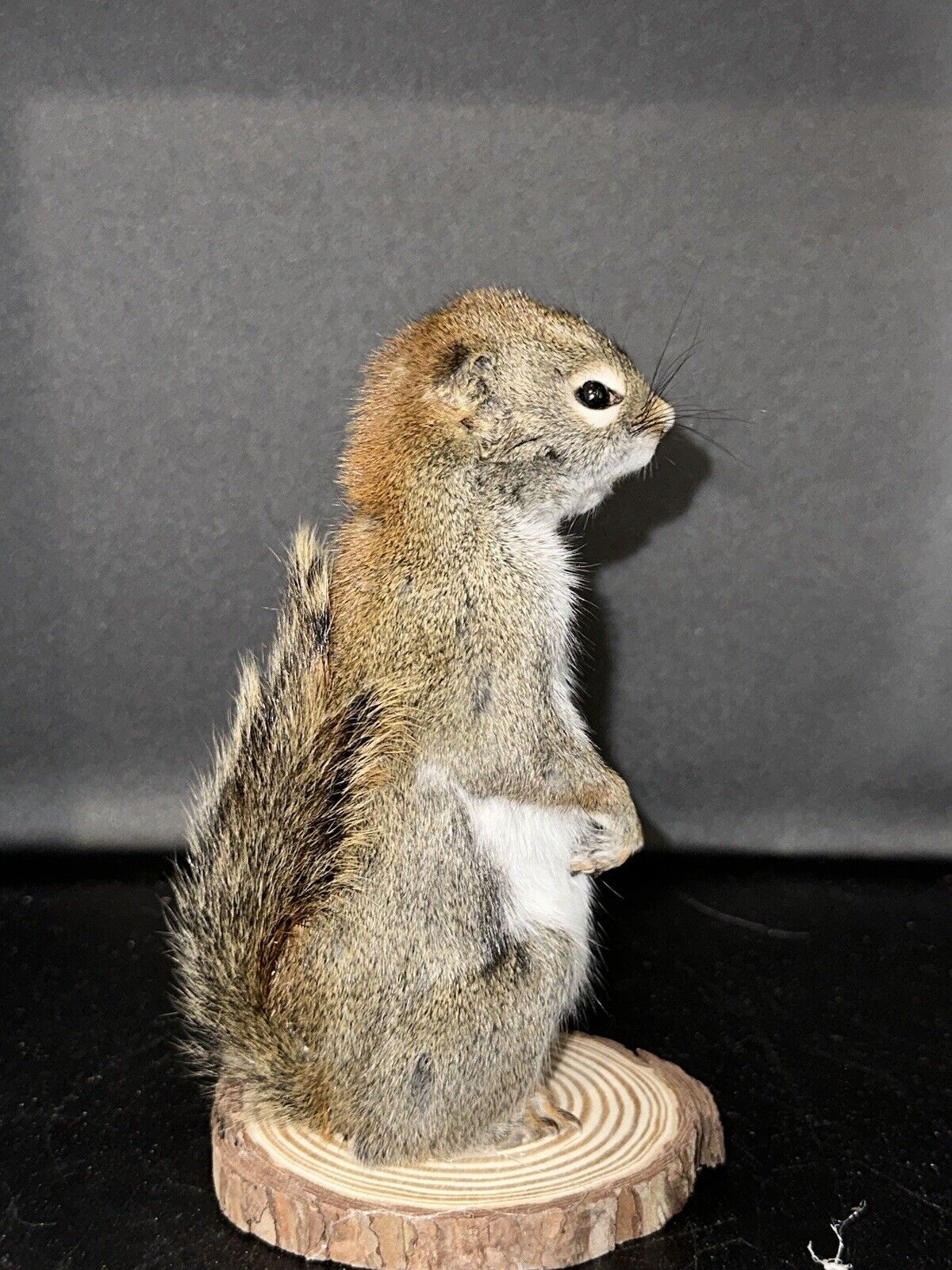 Beautiful Adorable Red Squirrel Small Animal Taxidermy Mount Art Wildlife 25S
