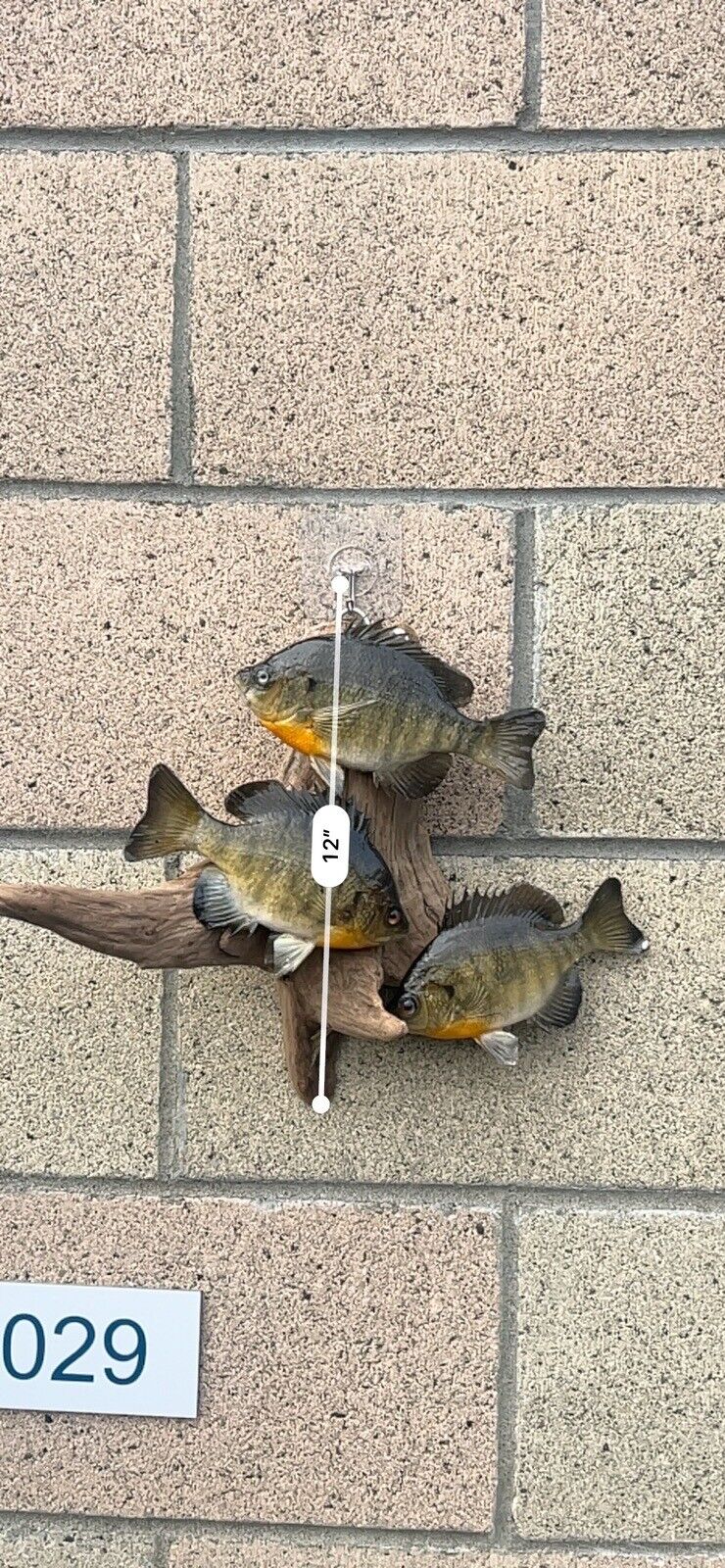 Real Skin Beautiful Sunfish Fish Taxidermy Wall Mount