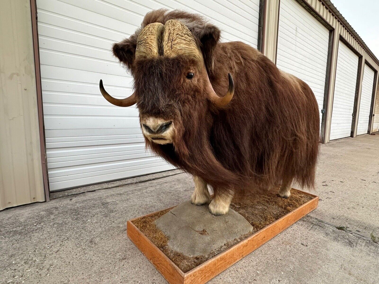 FH105-Phenomenal Massive Muskox Full Body Taxidermy Mount