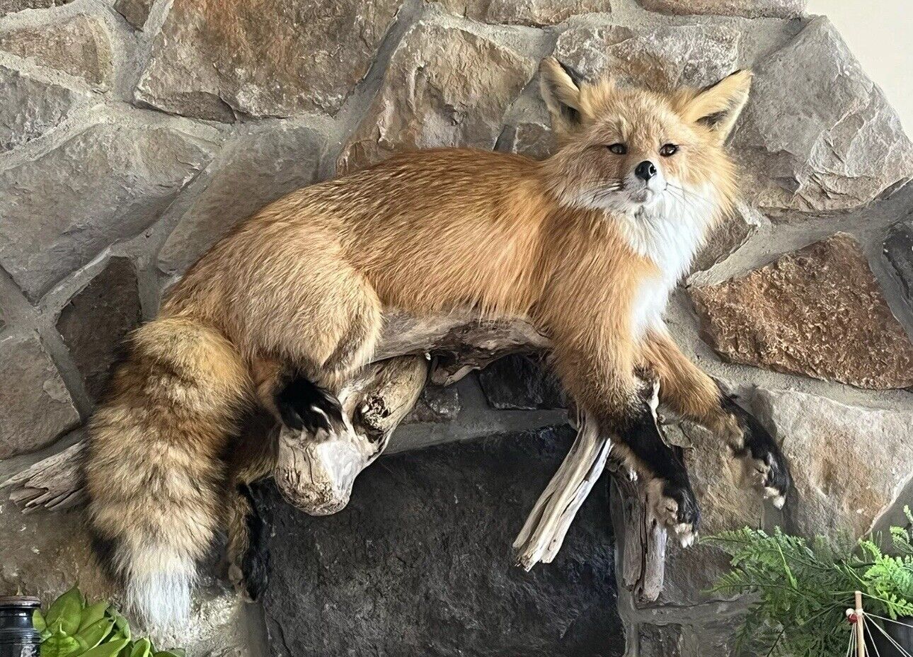 Red Fox Taxidermy Full Body Mount Cabin Camp Man Cave Home Office Den Decor NEW!
