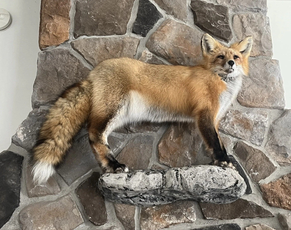 Red Fox Taxidermy Full Body Mount Cabin Camp Man Cave Home Office Den Decor NEW!