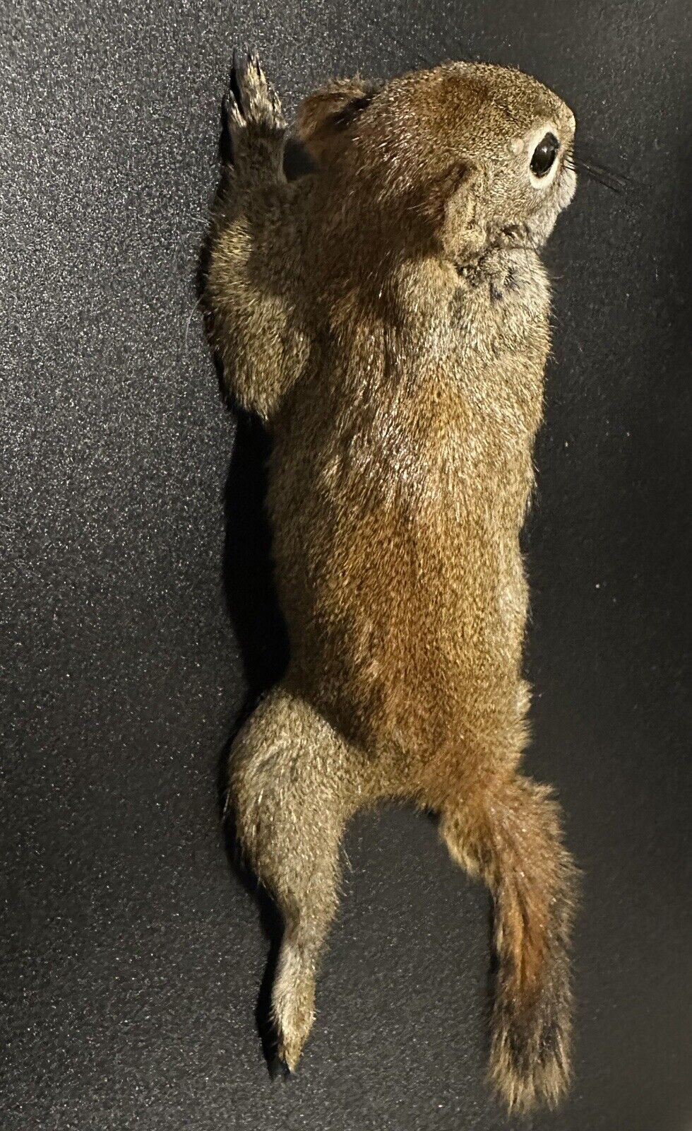 Beautiful Adorable Red Squirrel Small Animal Taxidermy Mount Art Wildlife 30S