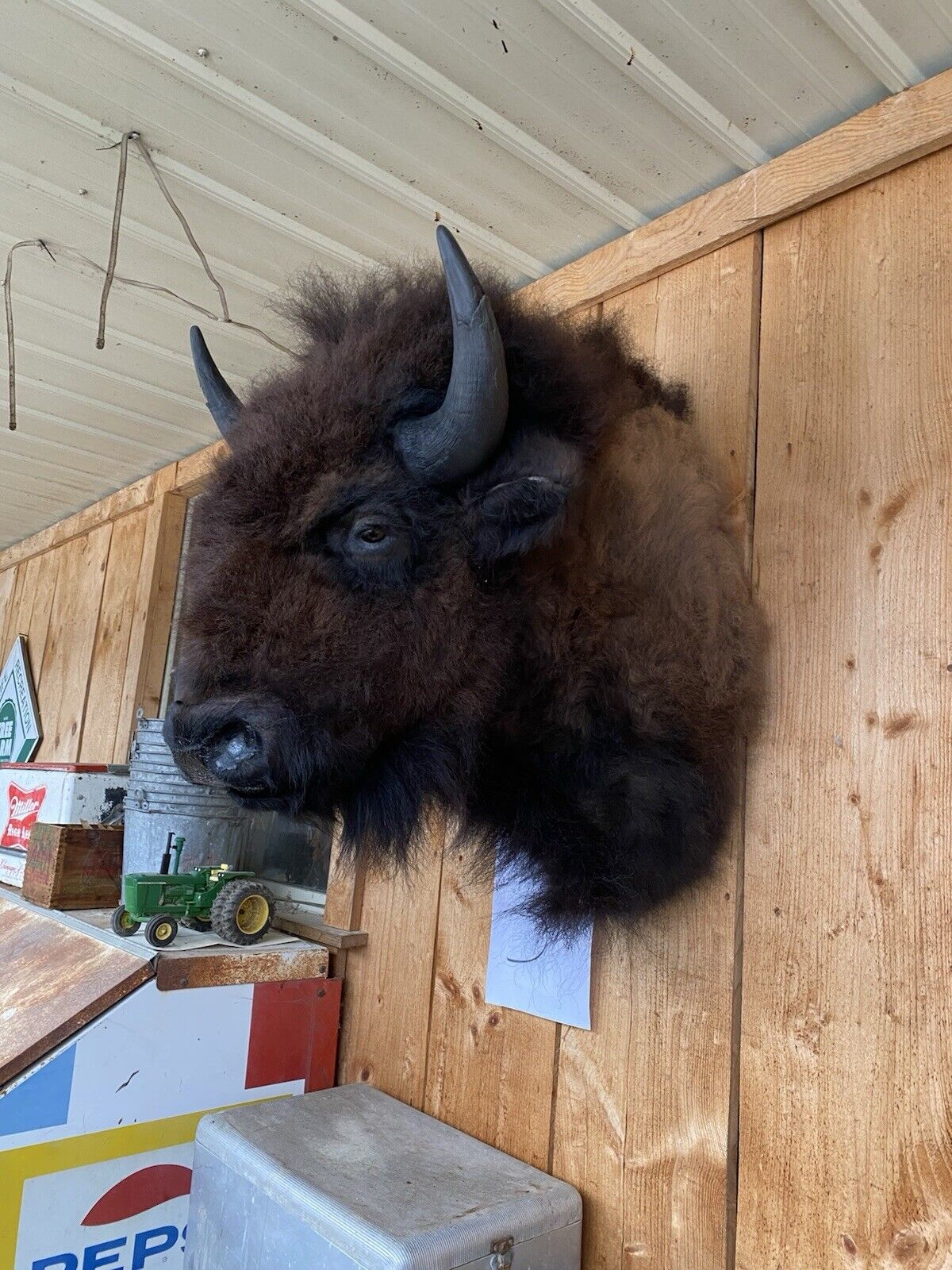 Real Bull Buffalo / Bison Shoulder Taxidermy Mount (you Get Exact One Pictured)