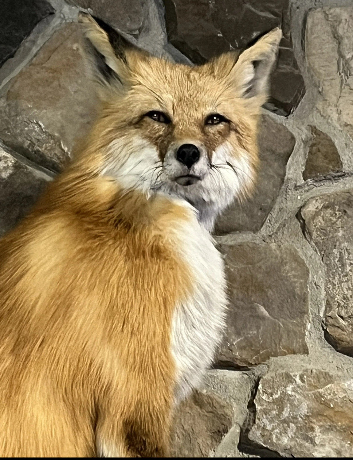 Red Fox Taxidermy Full Body Mount Cabin Camp Man Cave Home Office Den Decor NEW!