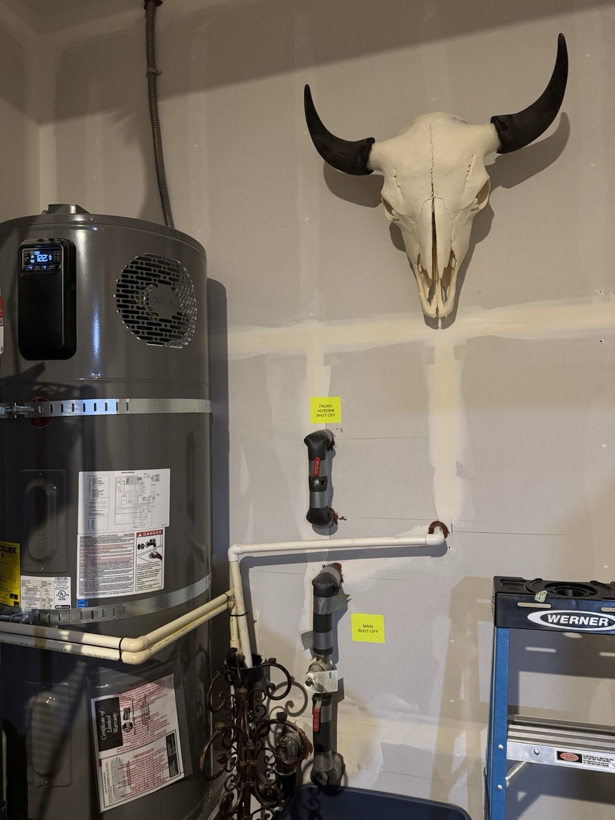 TAXIDERMY Massive Bison Buffalo Skull Real Horns Taxidermy Mount