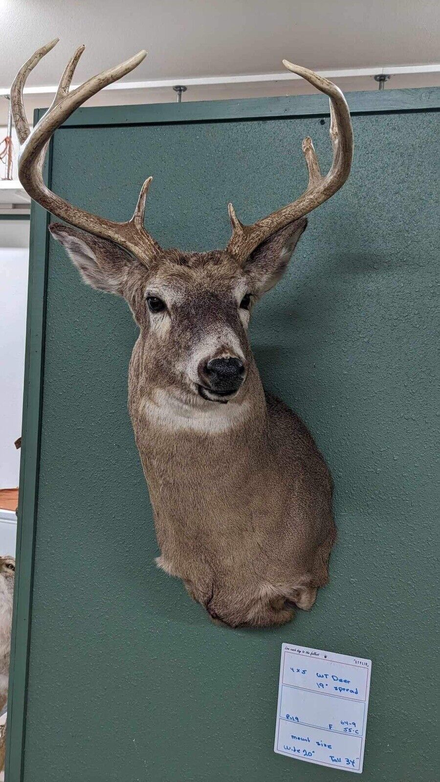 Whitetail Deer Real Antler Deer Taxidermy Mount