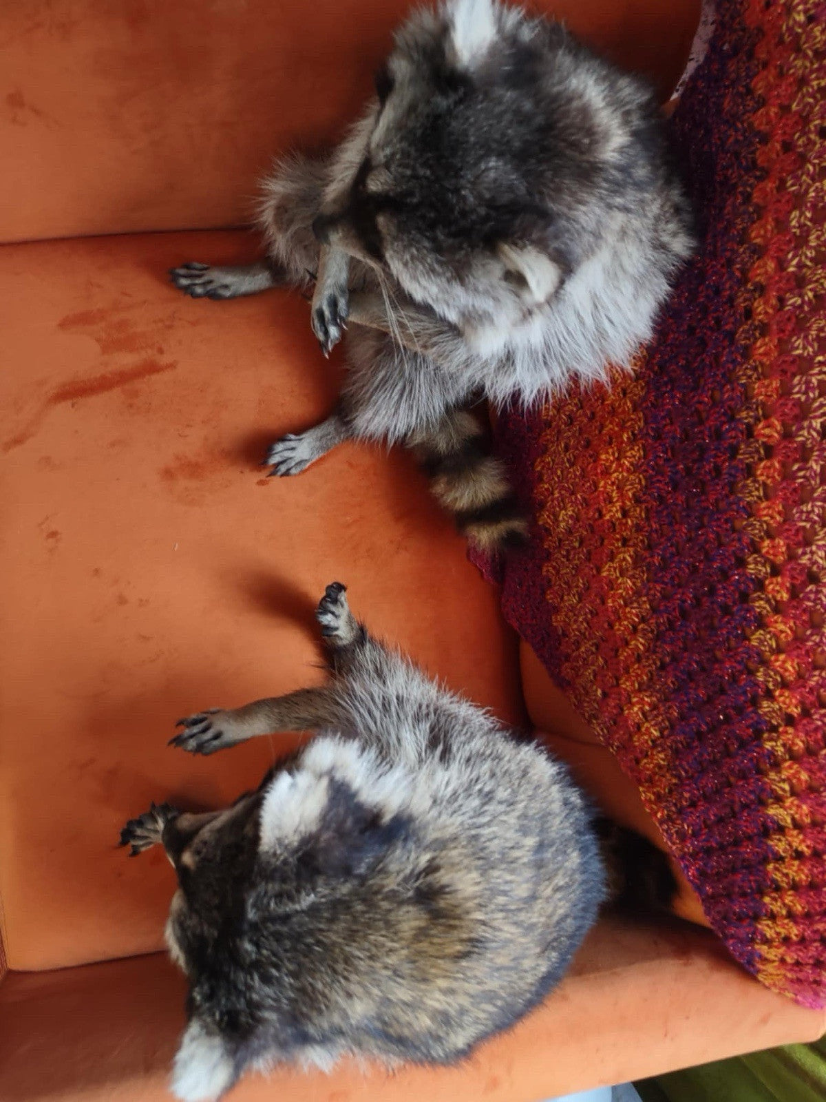 Cute Raccoon Taxidermy Mount
