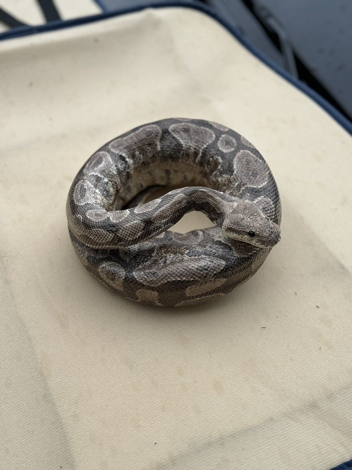 Real Massive Ball Dinker Python Taxidermy Mount