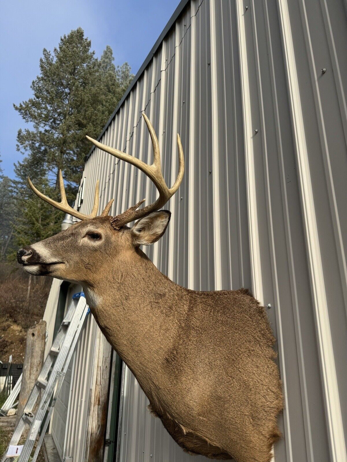 Whitetail Deer Real Antler Deer Taxidermy Mount