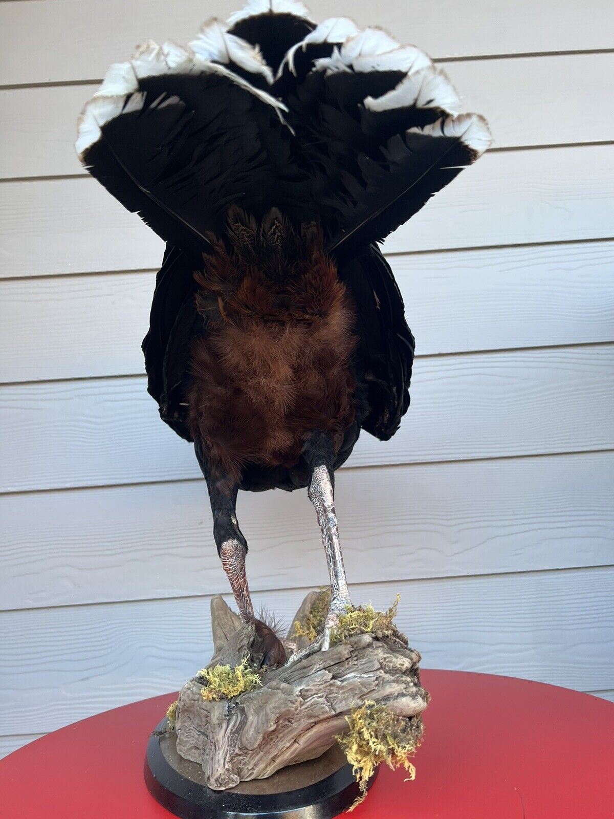 FH130-Rare razorbill curassow Taxidermy Bird Mount