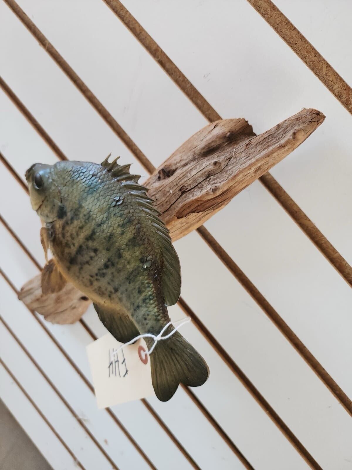 3 bass. 2 bluegill Fish Taxidermy Mount