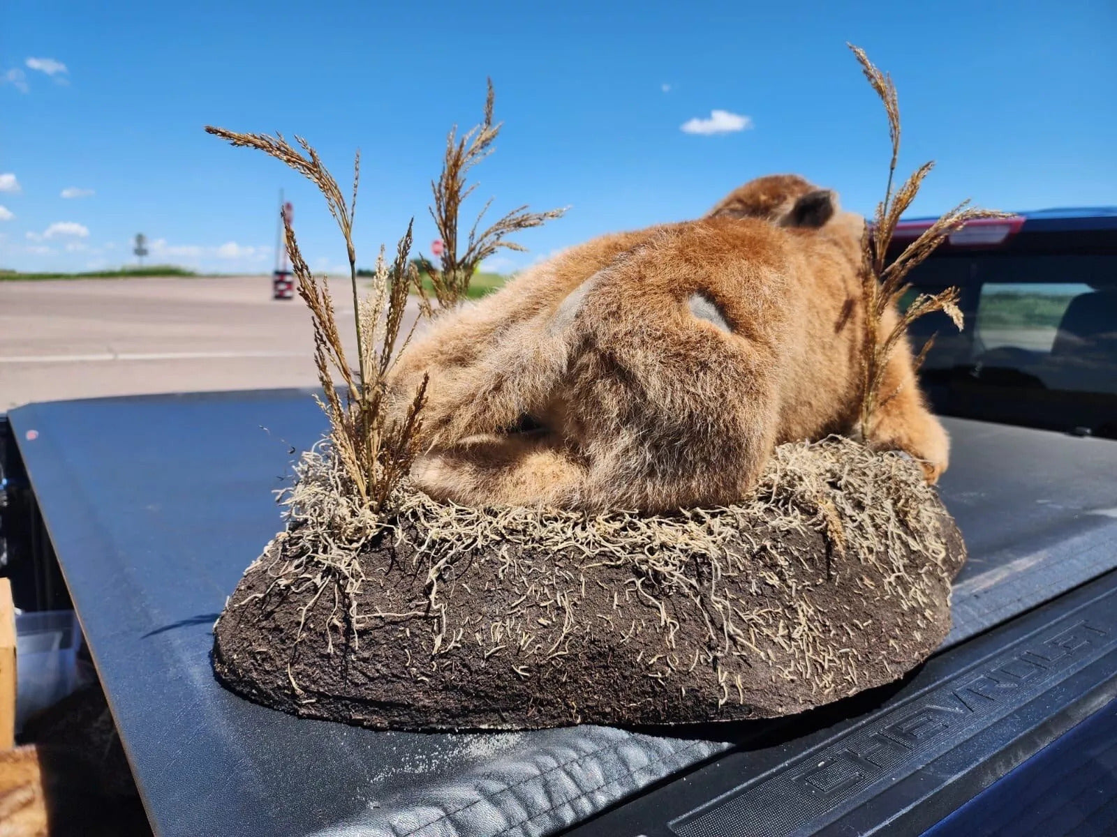 FH162-Real Baby Buffalo / Bison Taxidermy Mount New