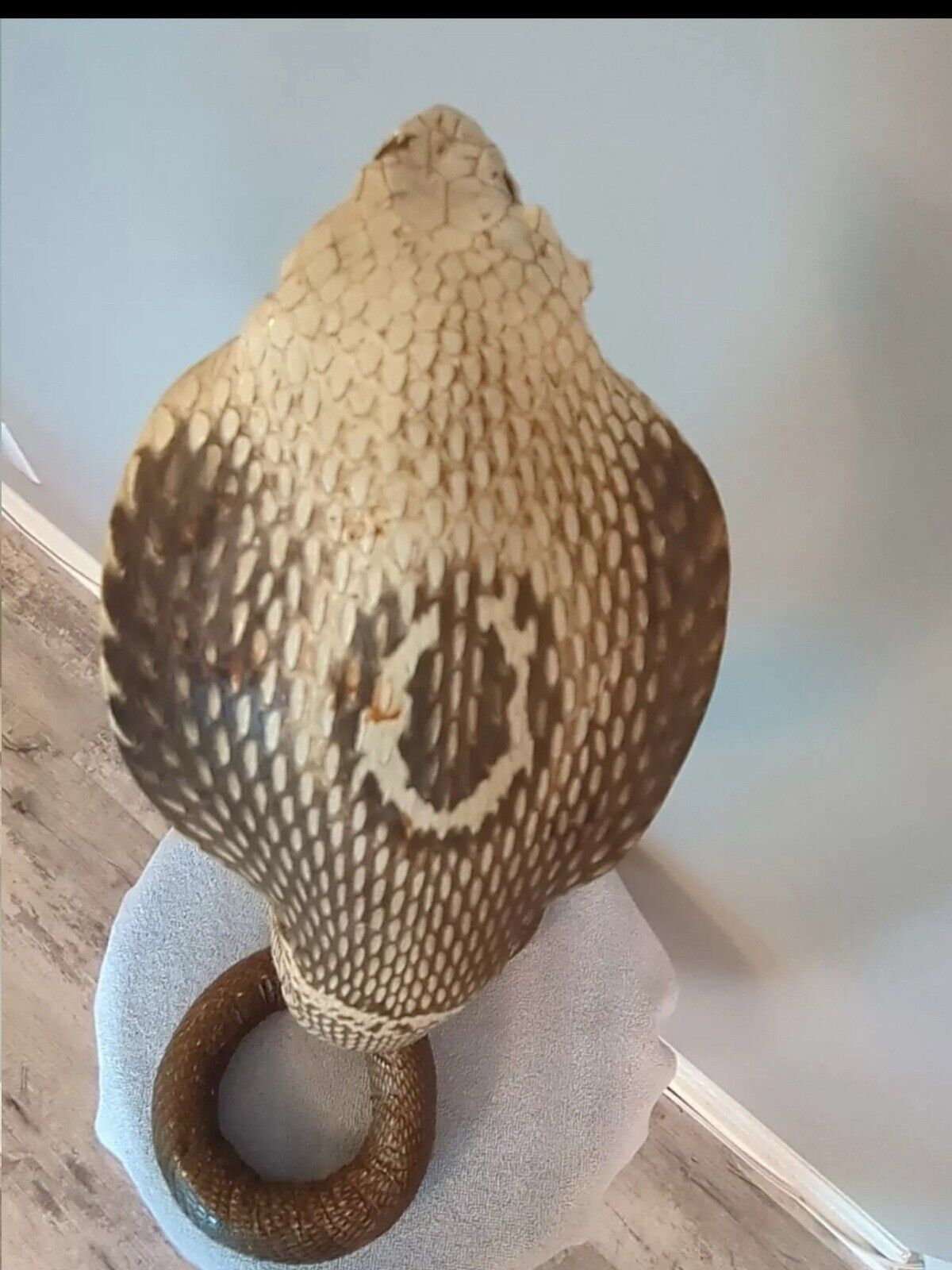 Taxidermy Cobra Been In My Collection For 40+ Years 22 Inches Tall Cool Piece