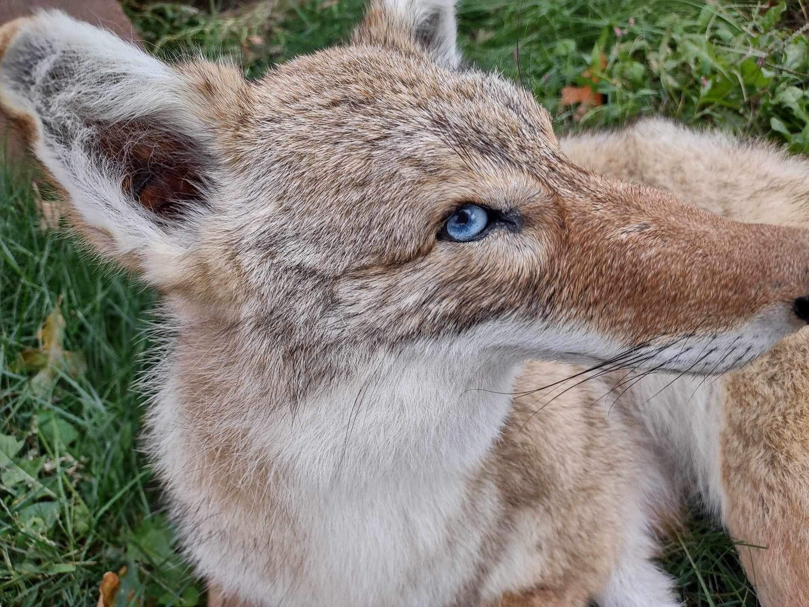 Coyote Taxidermy Custom Full Body Mount Home Camp Wall Decor Hunting Cabin