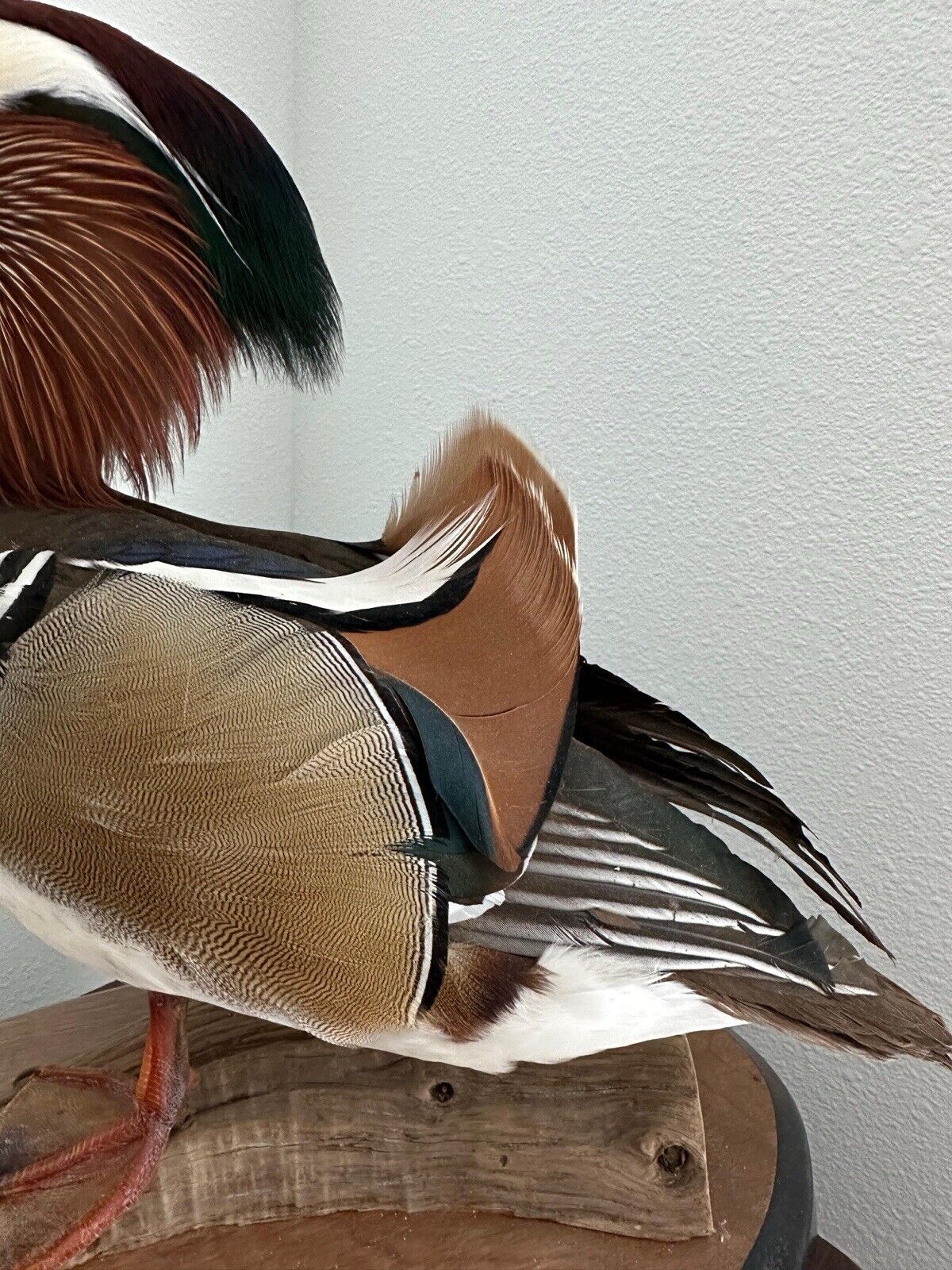 FHDUCK1- Museum Quality Mandarin Duck taxidermy mount
