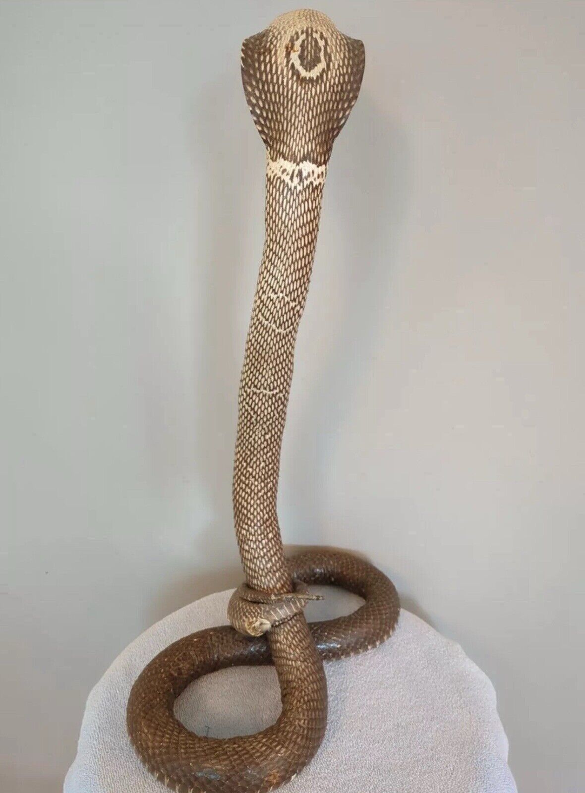 Taxidermy Cobra Been In My Collection For 40+ Years 22 Inches Tall Cool Piece