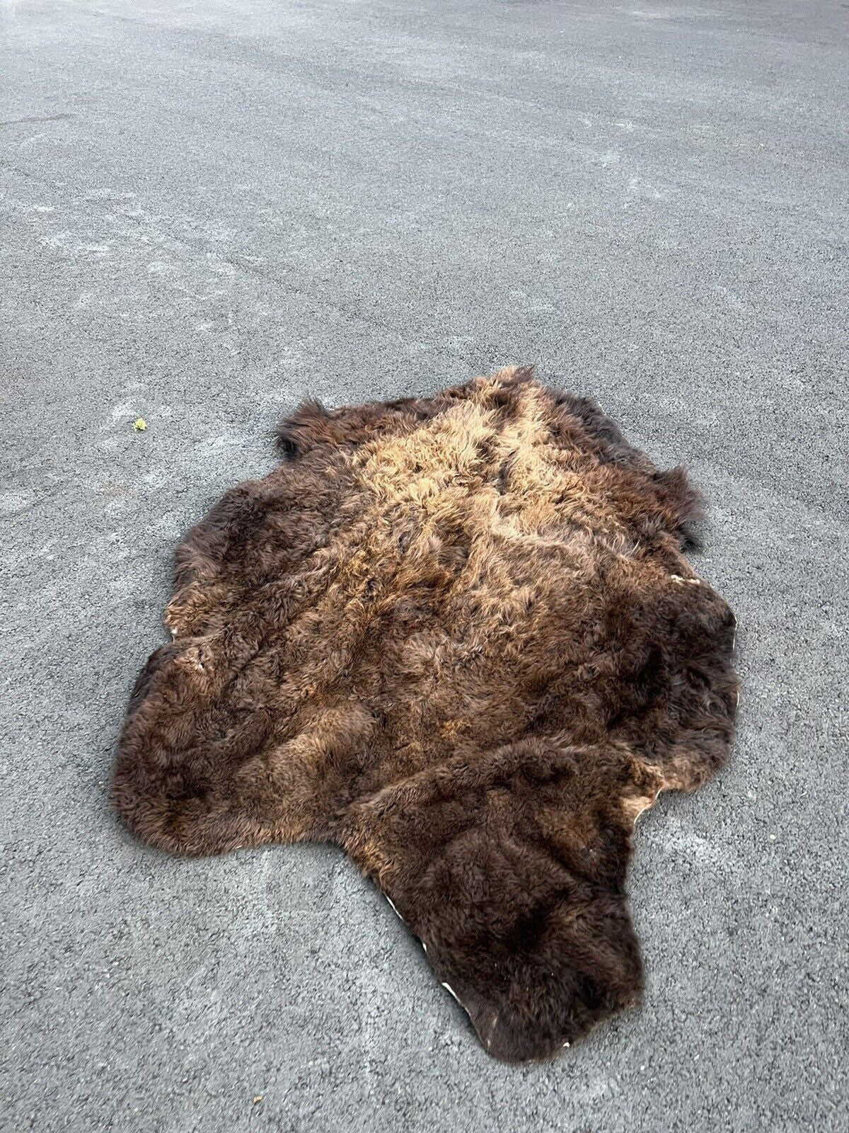 Real Buffalo / Bison Fresh Tanned Taxidermy Rug Hide