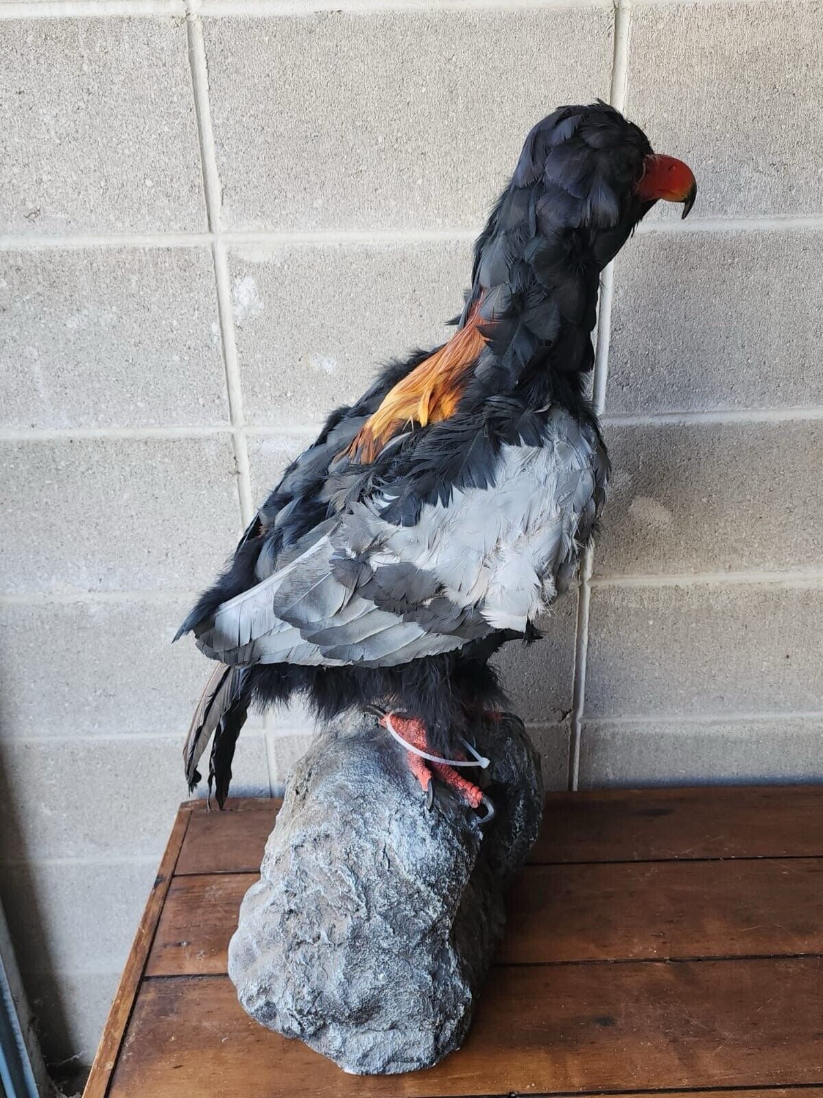 FH140-African Bateleur Eagle Reproduction Bird Taxidermy Mount