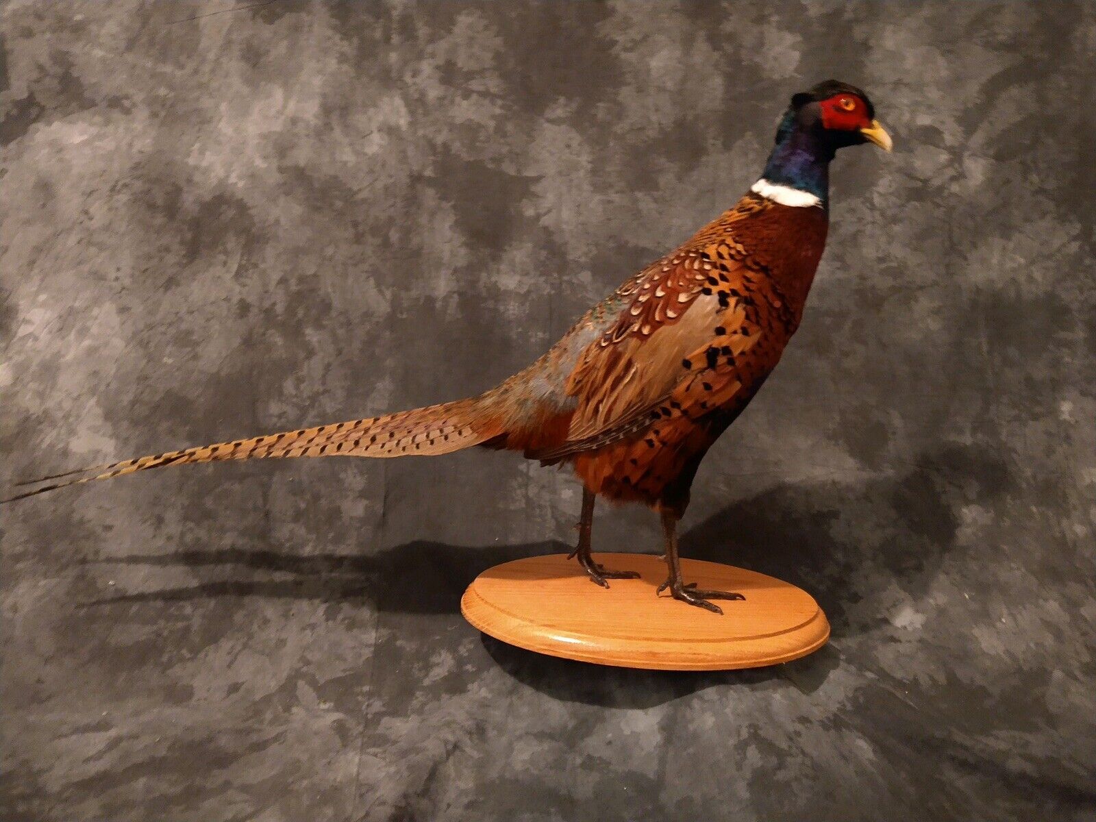 RINGNECK PHEASANT ROOSTER - museum quality - MOUNT - TAXIDERMY