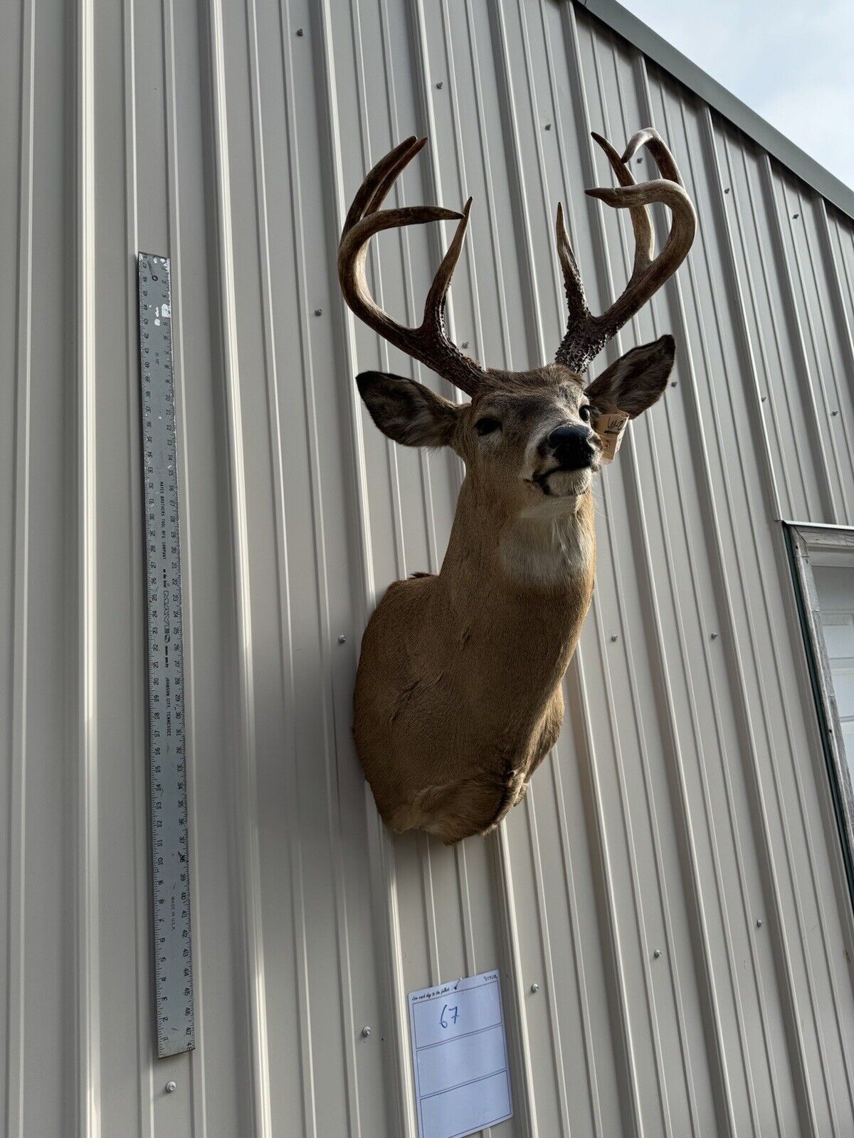 Whitetail Deer Real Antler Deer Taxidermy Mount