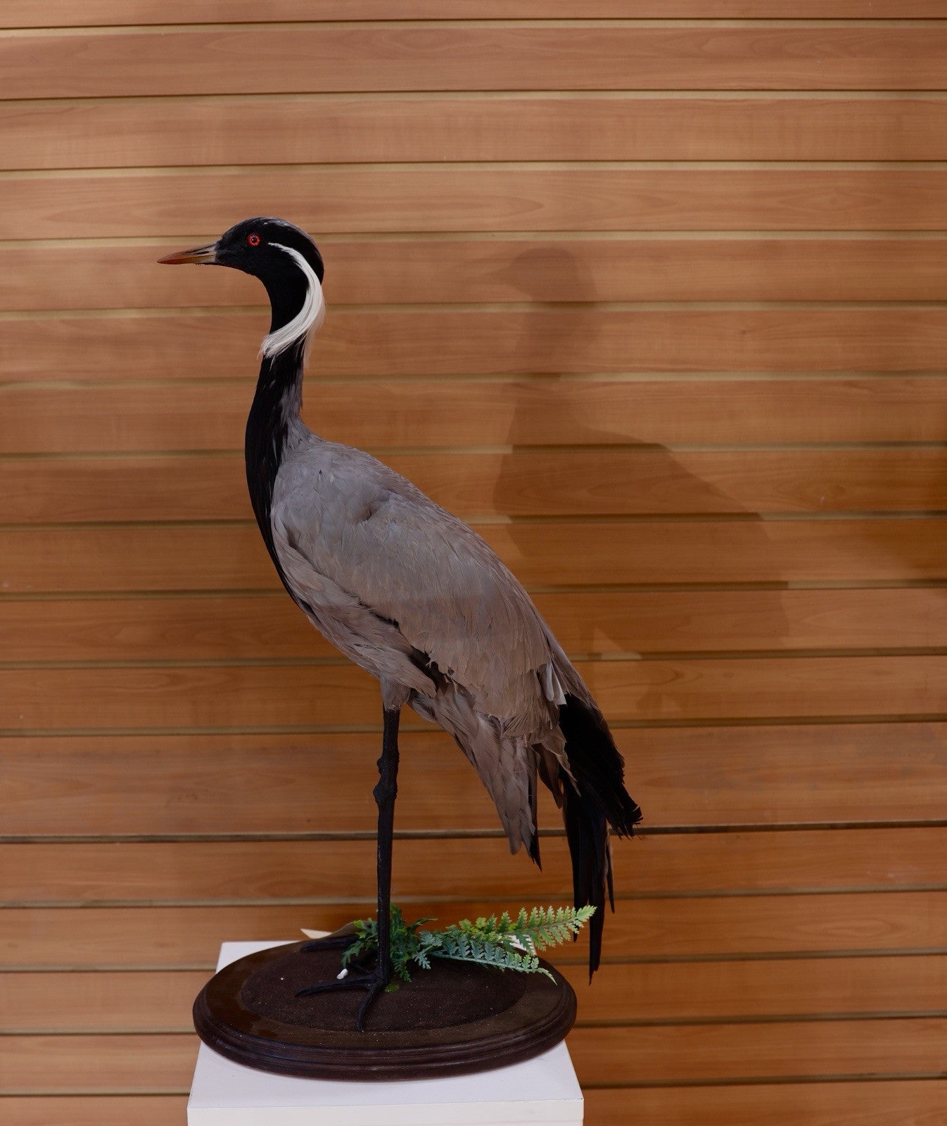 FH118-Museum Quality Demoiselle crane (Grus virgo) TAXIDERMY BIRD MOUNT