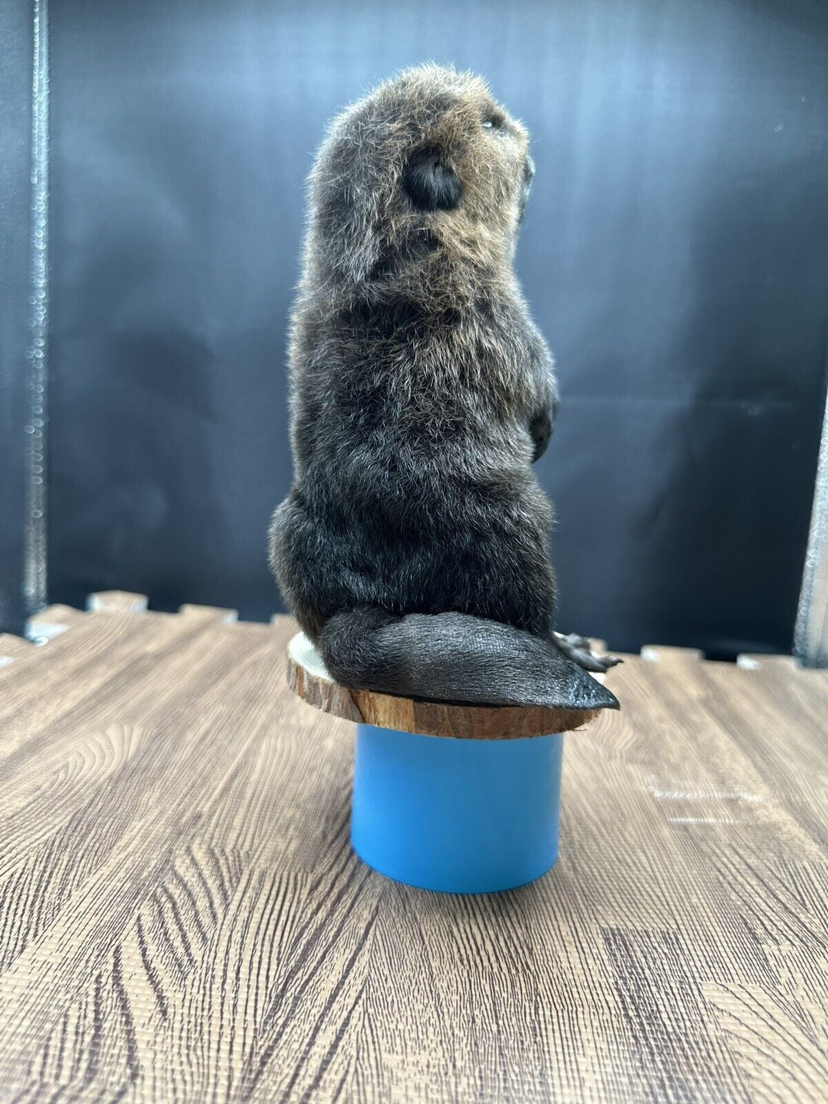 Beautiful Adorable Baby Beaver Kit Taxidermy Mount Art Wildlife 33B