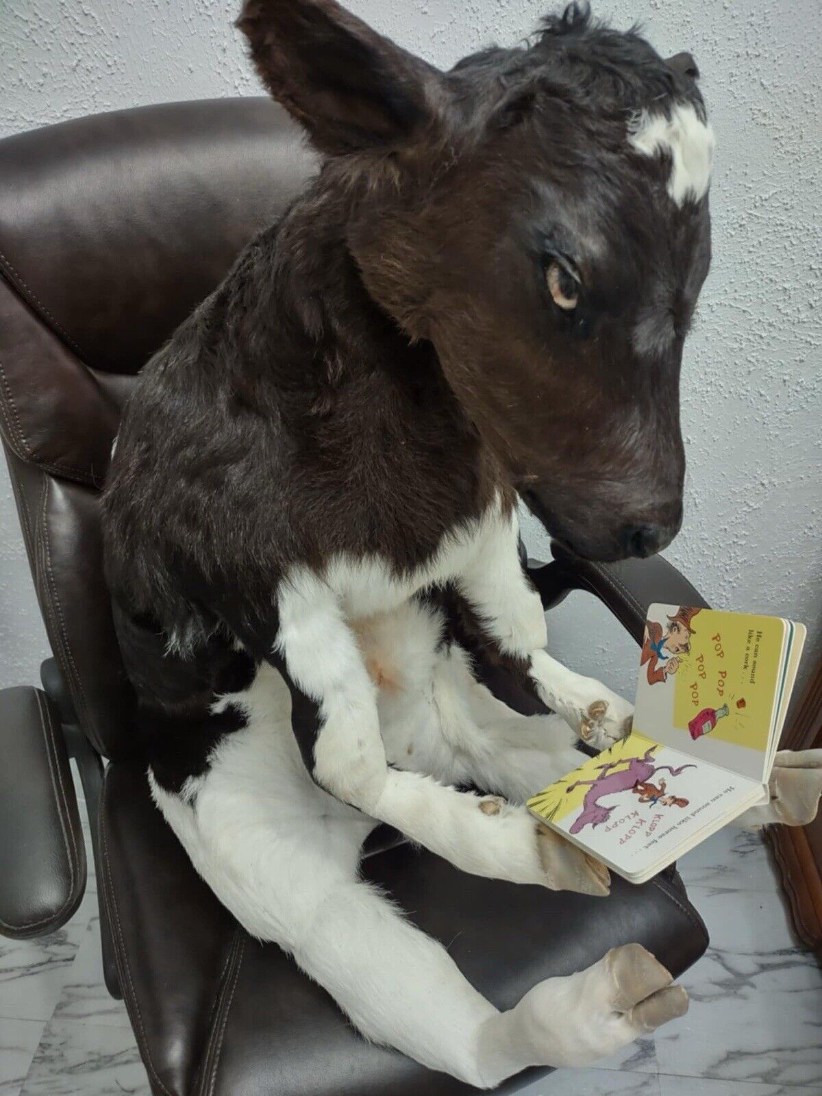 FH142-Baby Calf Taxidermy Mount