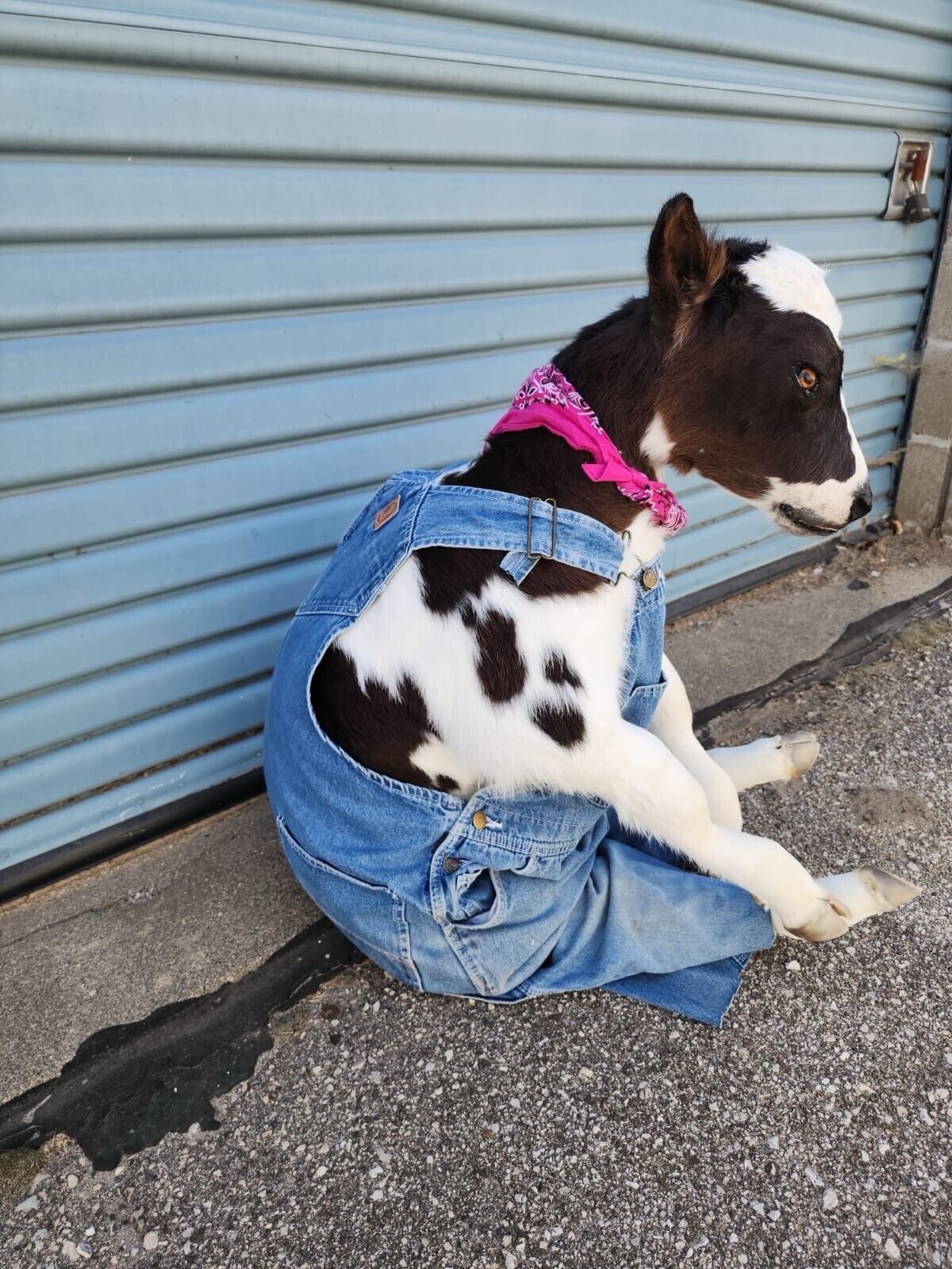 FH142-Baby Calf Taxidermy Mount