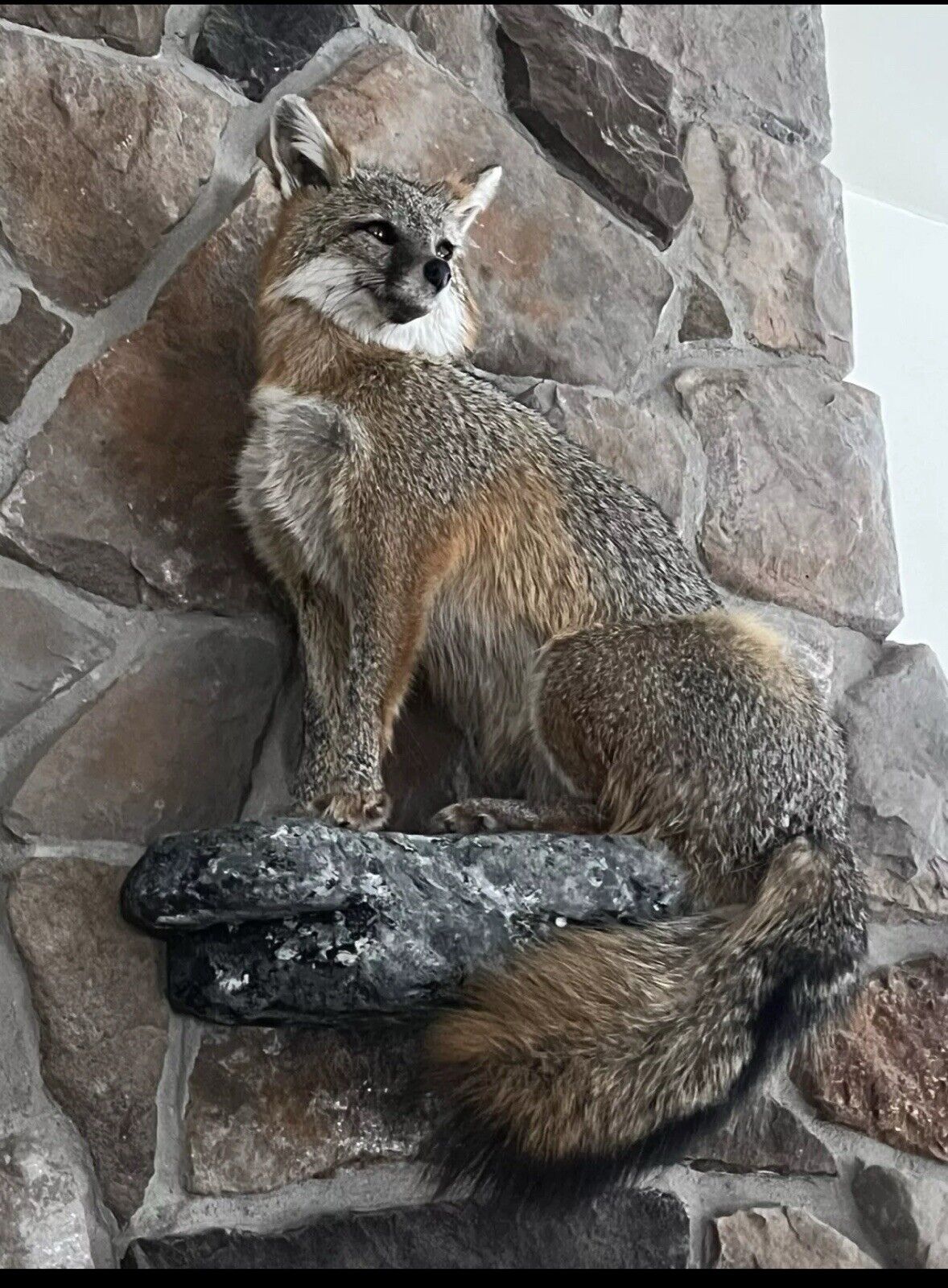 Grey Fox Taxidermy Full Body Mount Cabin Camp Man Cave Home Office Den Decor NEW